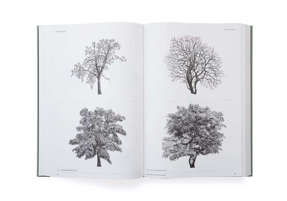 Larchitecture-des-arbres_LeonardiStagi_int4.jpeg