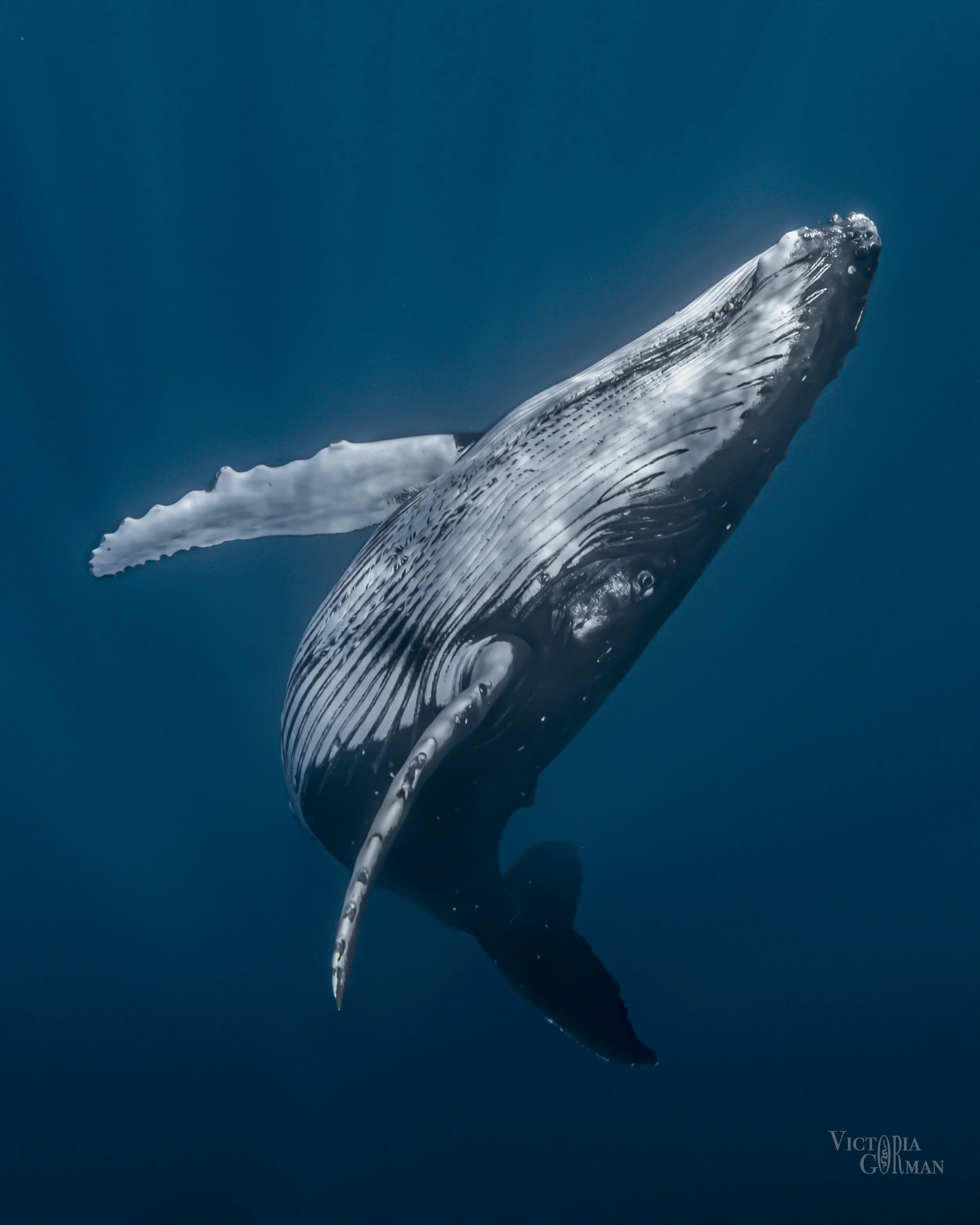 Whale Solo 1 Final.jpg