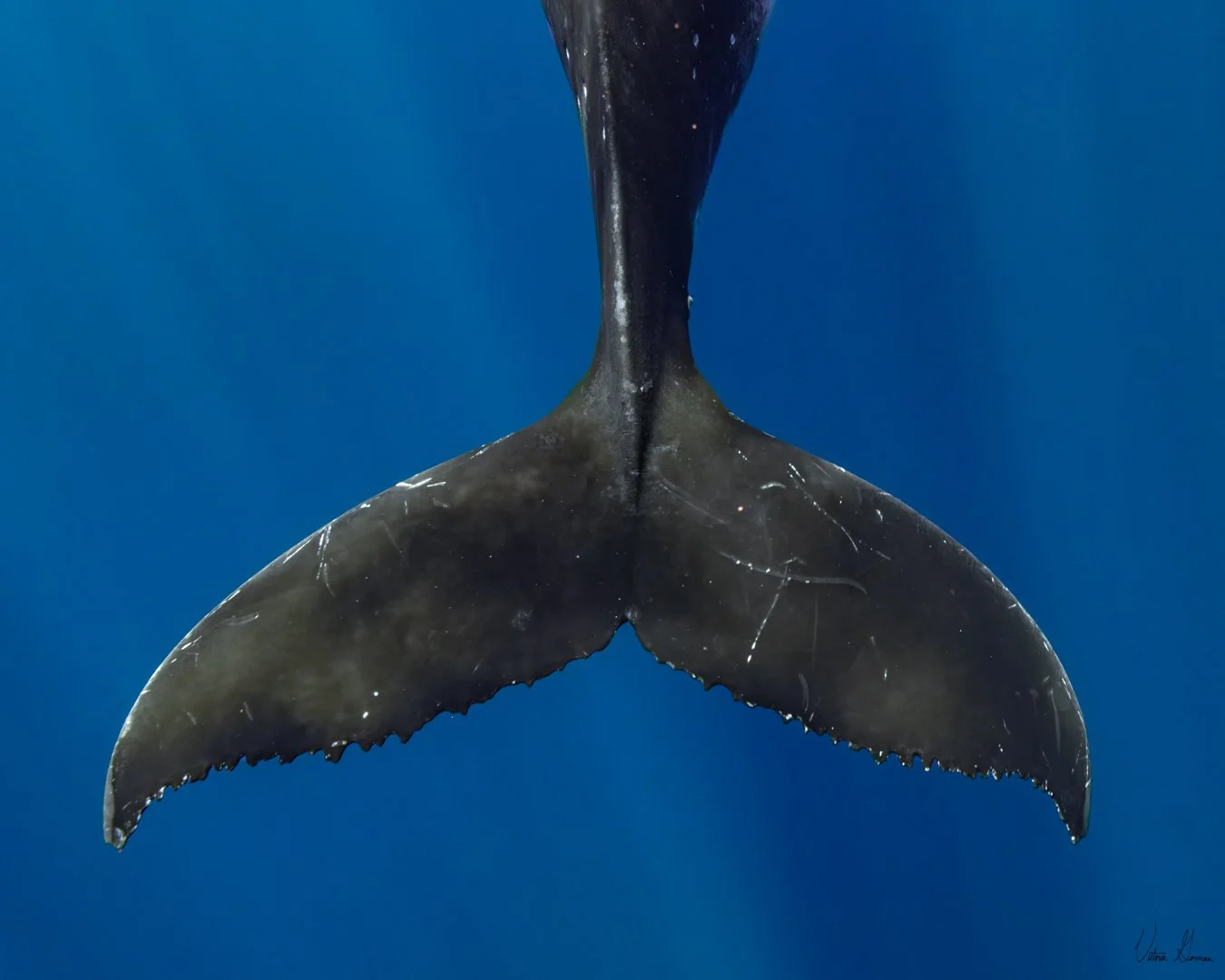 Close-up view of the tail of a whale, showing scars and scratches, against a deep blue ocean background.