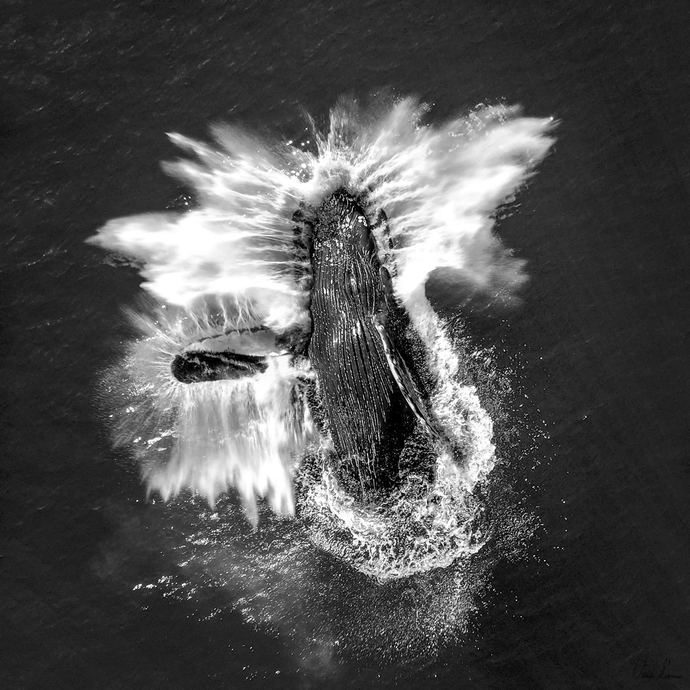 Black and white photo of a whale crashing out of the water with water splashing around.