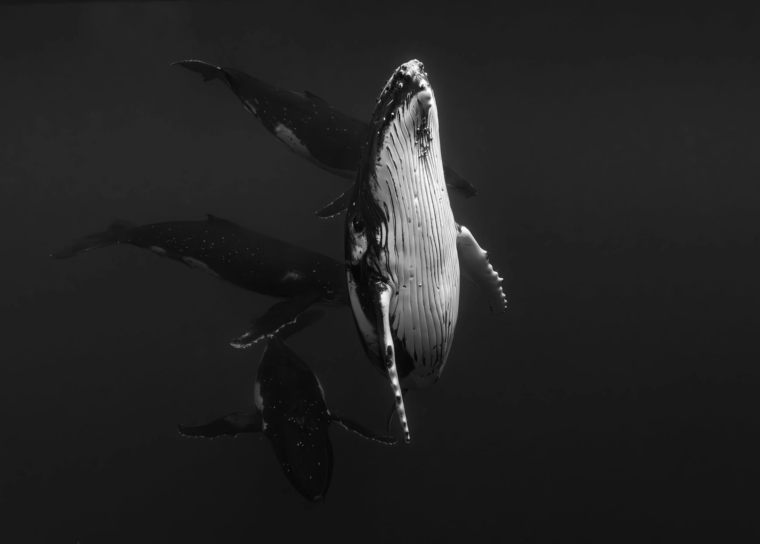 Black and white photograph of a whale surfacing underwater with parts of its body visible above the water, reflected on the surface.