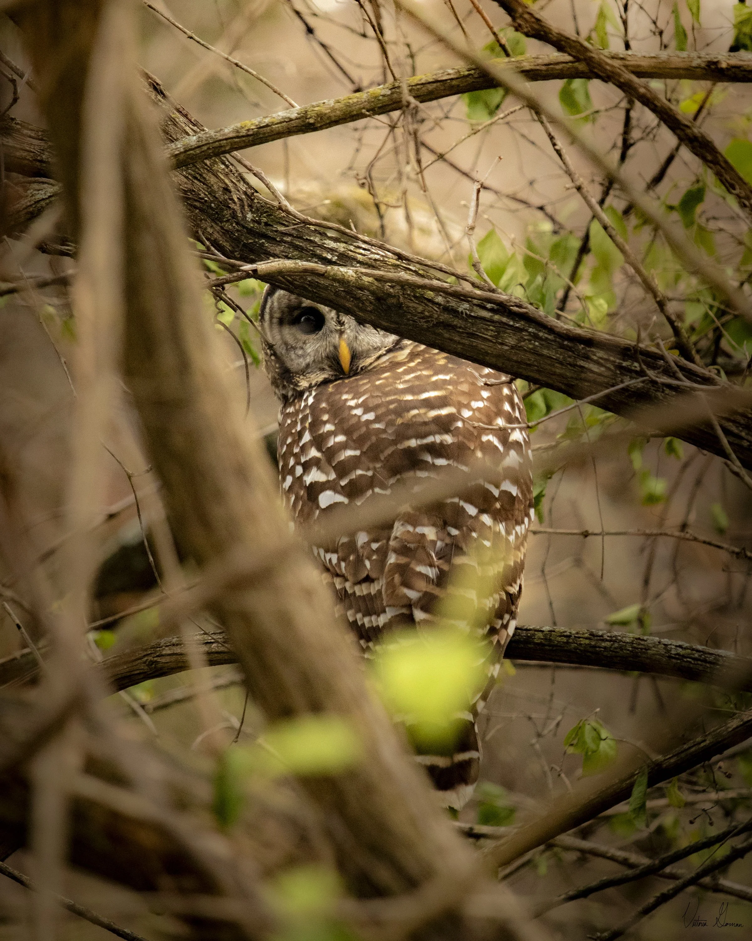 Peekaboo Owl