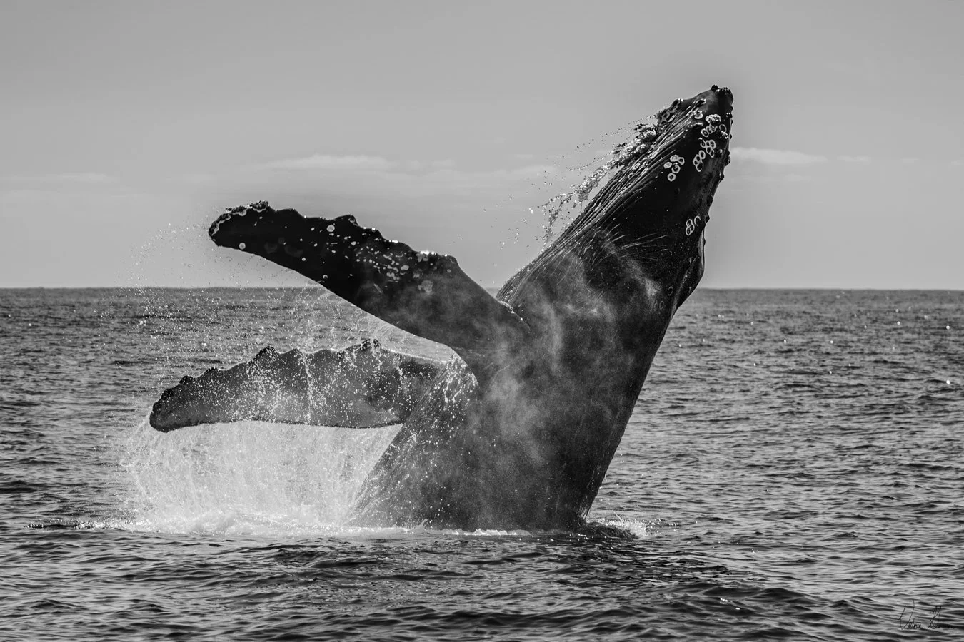 A whale breaching the ocean surface in a leap with water spraying around it, captured in black and white.