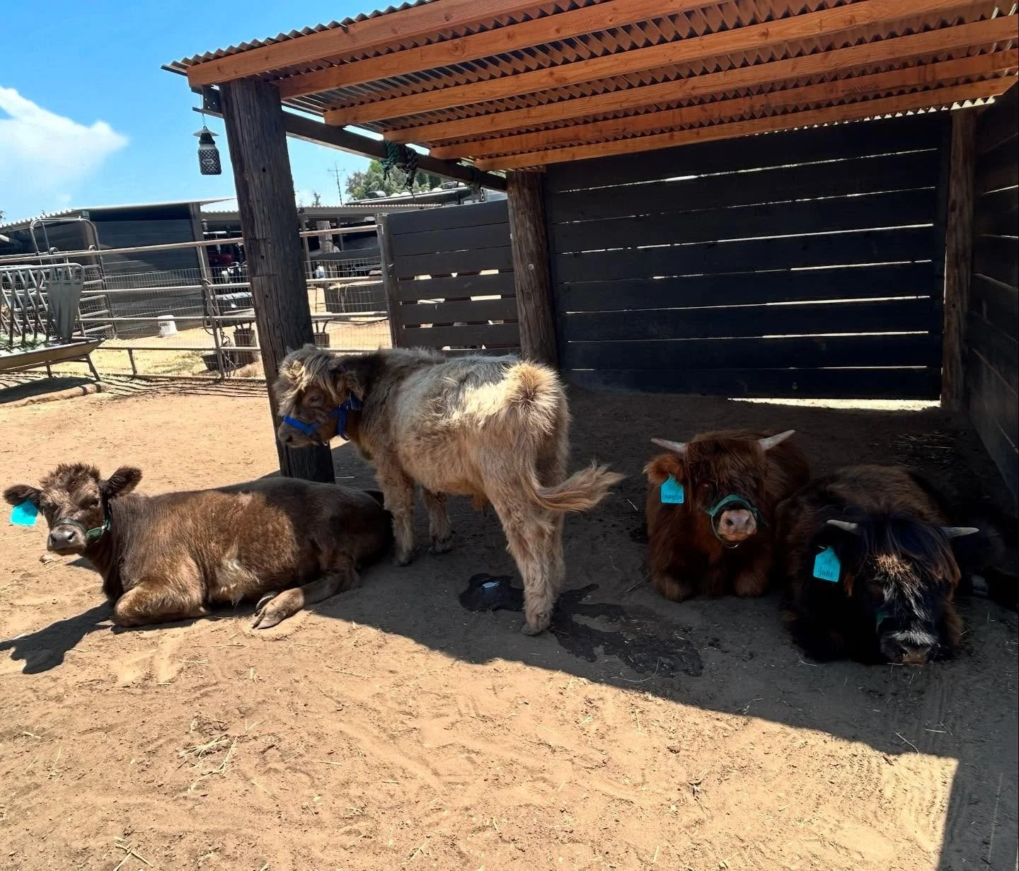 best friends 🥰🥰
#3wcattlecompany #cows #besties