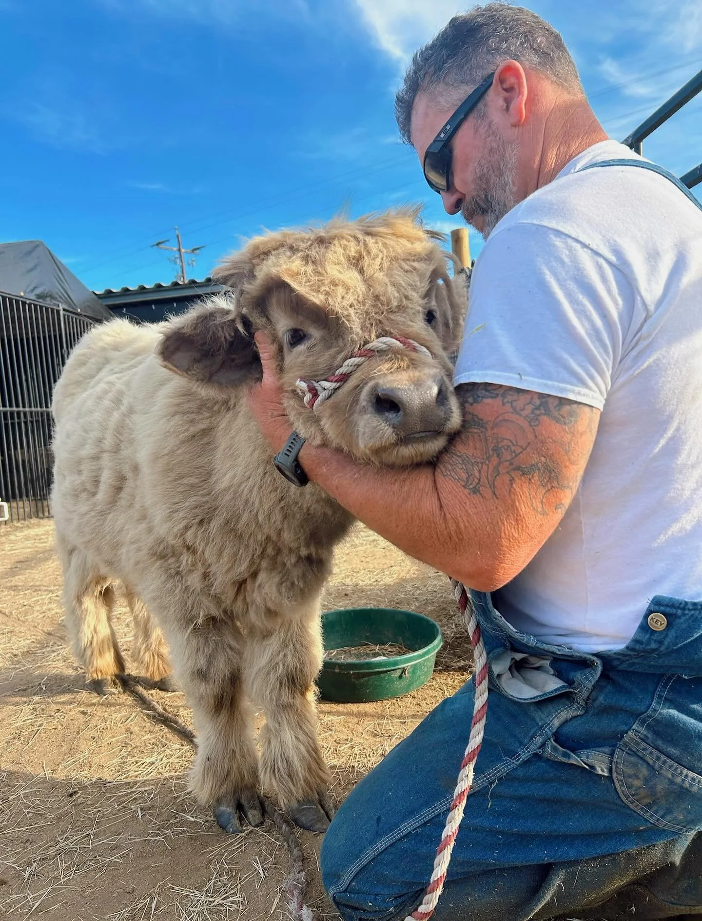 Happy Father’s Day to all the moo-velous dads out there!! 💙💙
•
•
•
•
#cows #farmlife #ramona #highlandcows