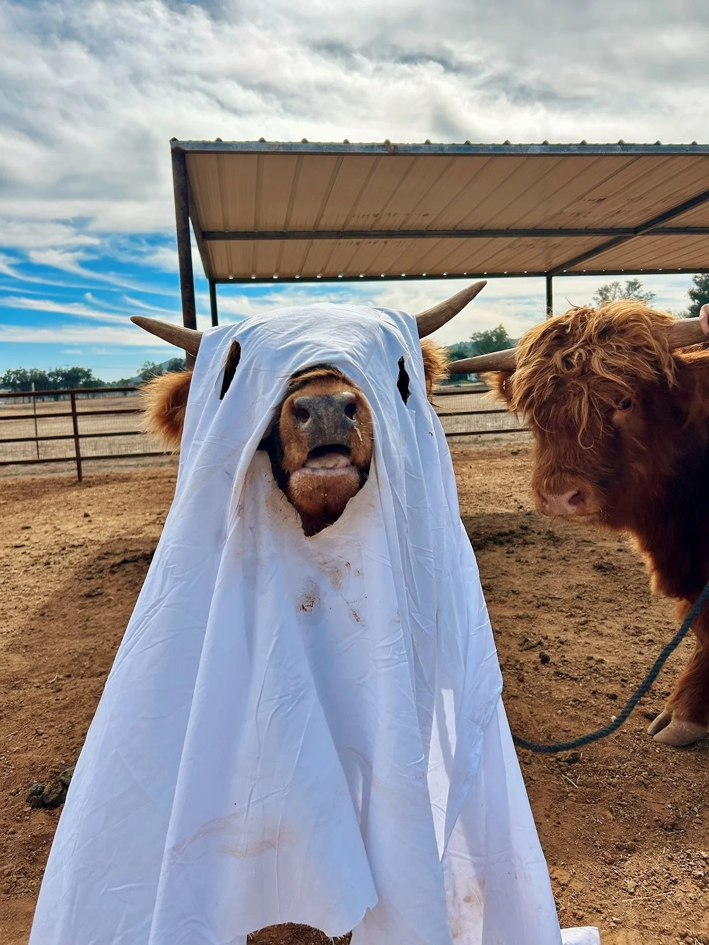 EmmyLou says BOO! 👻 Wishing everyone a Happy Halloween from 3W 🎃 #cattlecountry #minihighlands #halloween