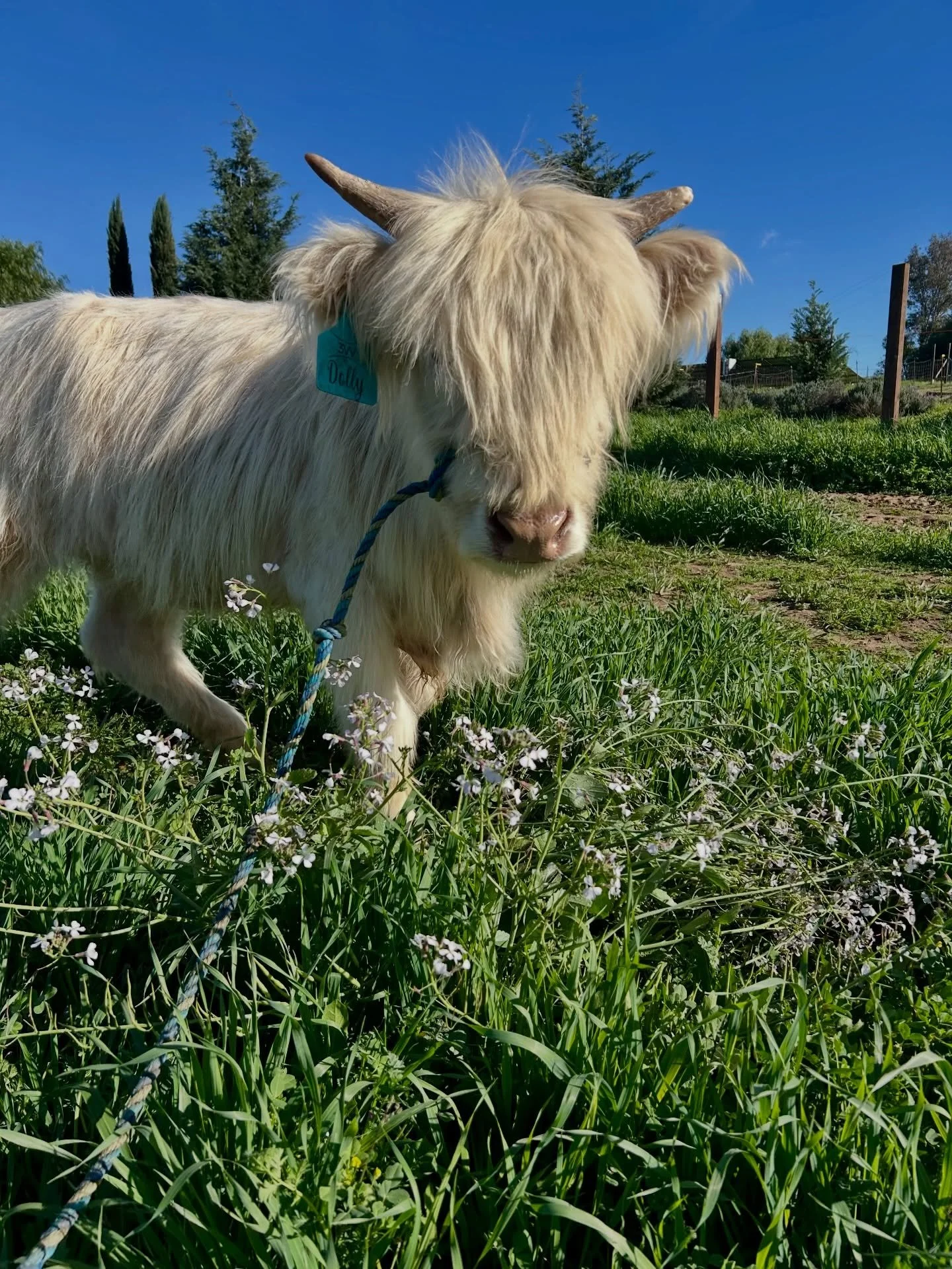 Dolly is loving life in her green pasture! It&rsquo;s officially spring time in California 🍀💐🌻 #springtime #californiaagriculture #minicow