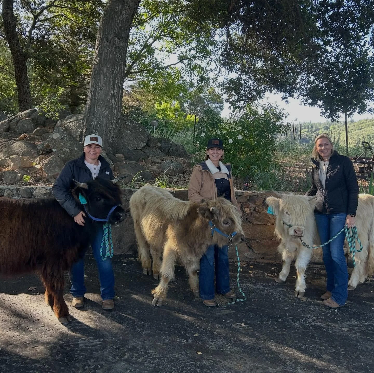 Mini cows make the best cheerleaders for a 5K race 📣🐮