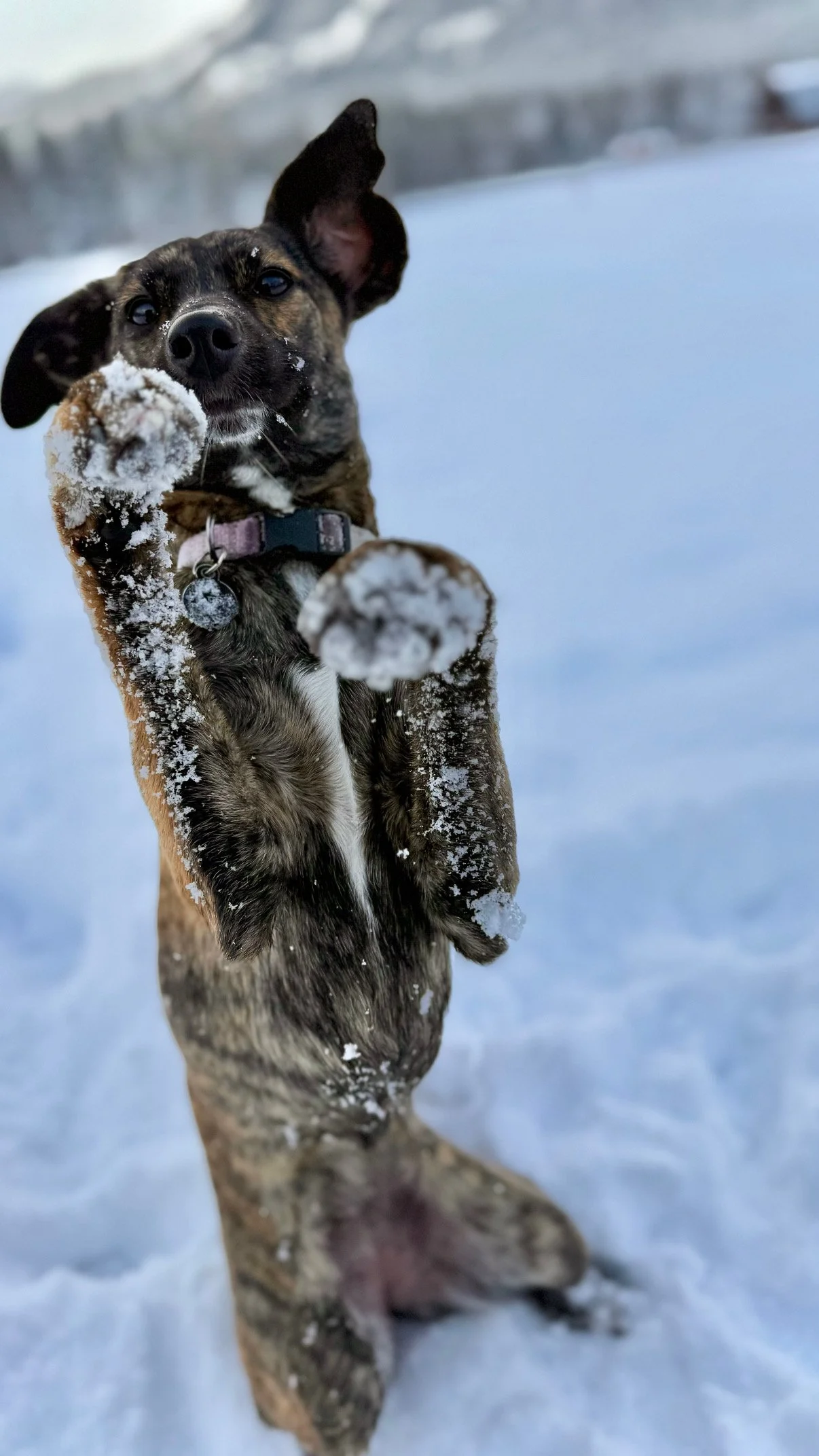 A dog jumping in the snow with a snow-covered paw in the foreground, outdoor snowy landscape in the background.