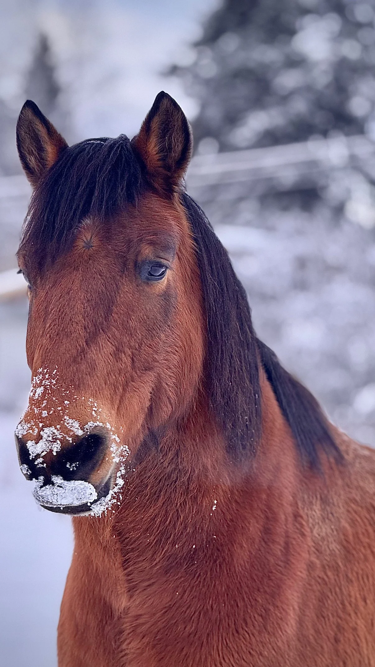A close-up of a brown horse with snow on its nose, standing outdoors in a snowy landscape.