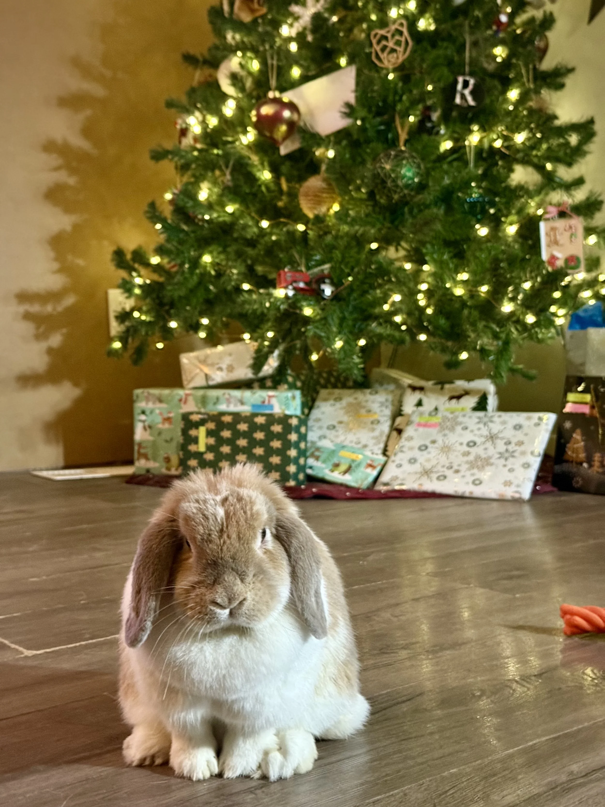 Mini Holland Lop Bunny, brown and white rabbit sitting on wooden floor in front of decorated Christmas tree with wrapped gifts underneath.