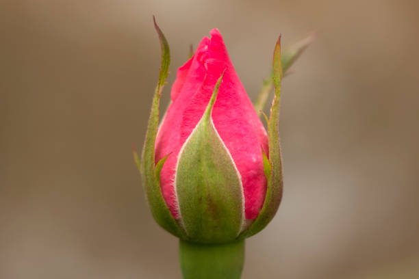 The Rose Bud (Standard)