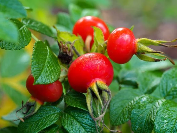 The Rose Hip (Lactation)