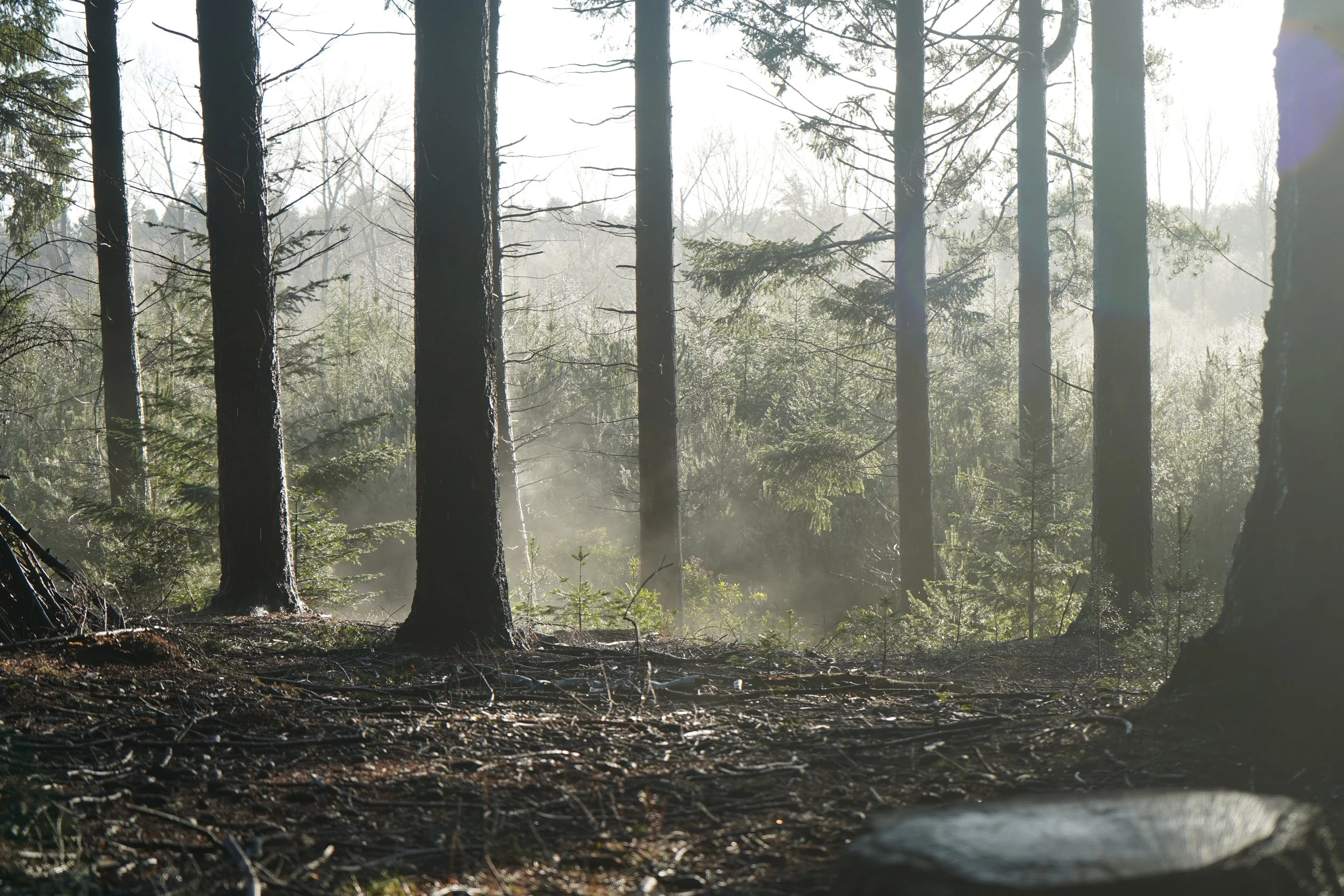 Theatre | Projection | Nature | Nighttime | Rural | Woodlands | Storytelling | Norfolk | King's Lynn | Creativity | Arts | Devising | Theatre Making