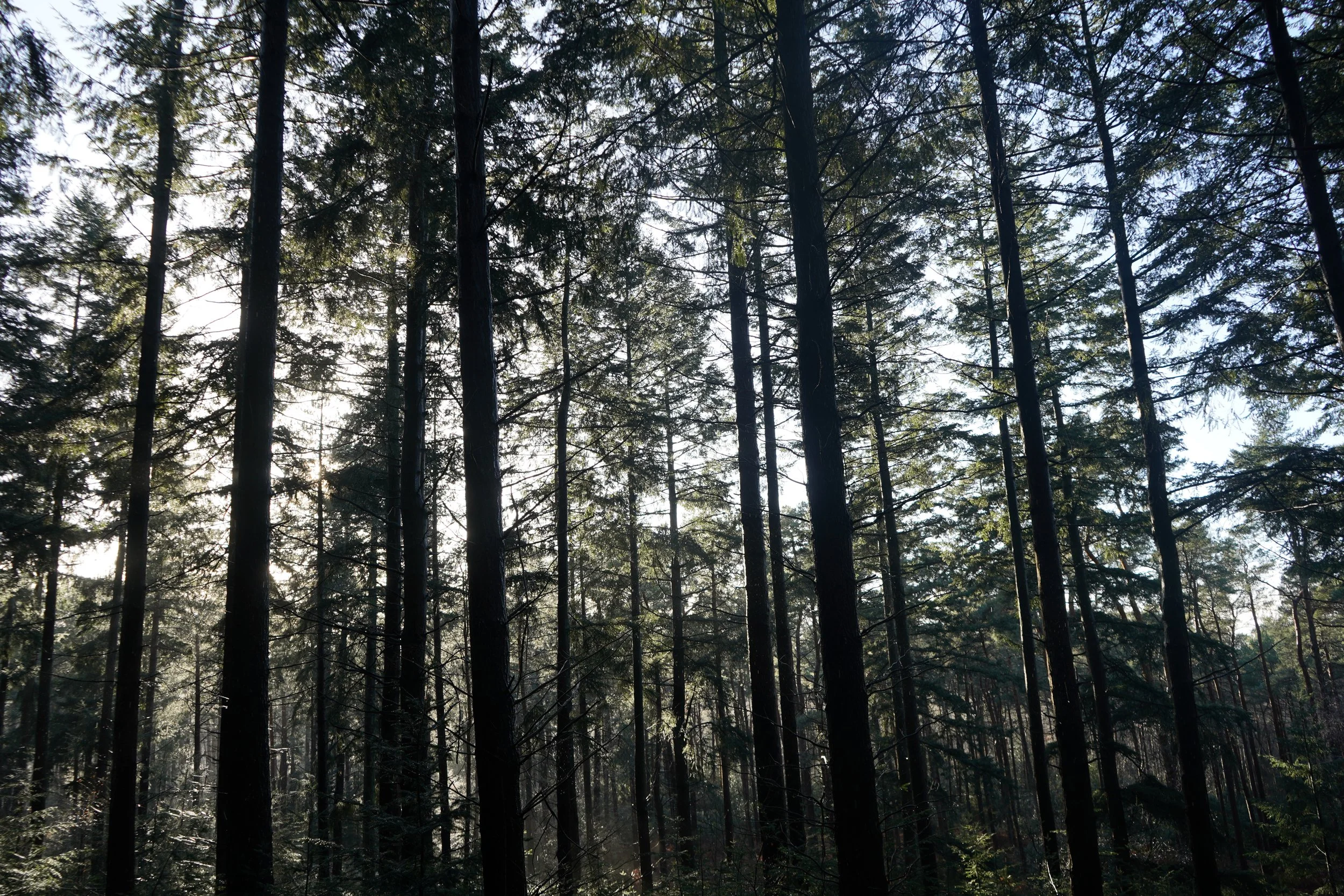 Theatre | Projection | Nature | Nighttime | Rural | Woodlands | Storytelling | Norfolk | King's Lynn | Creativity | Arts | Devising | Theatre Making