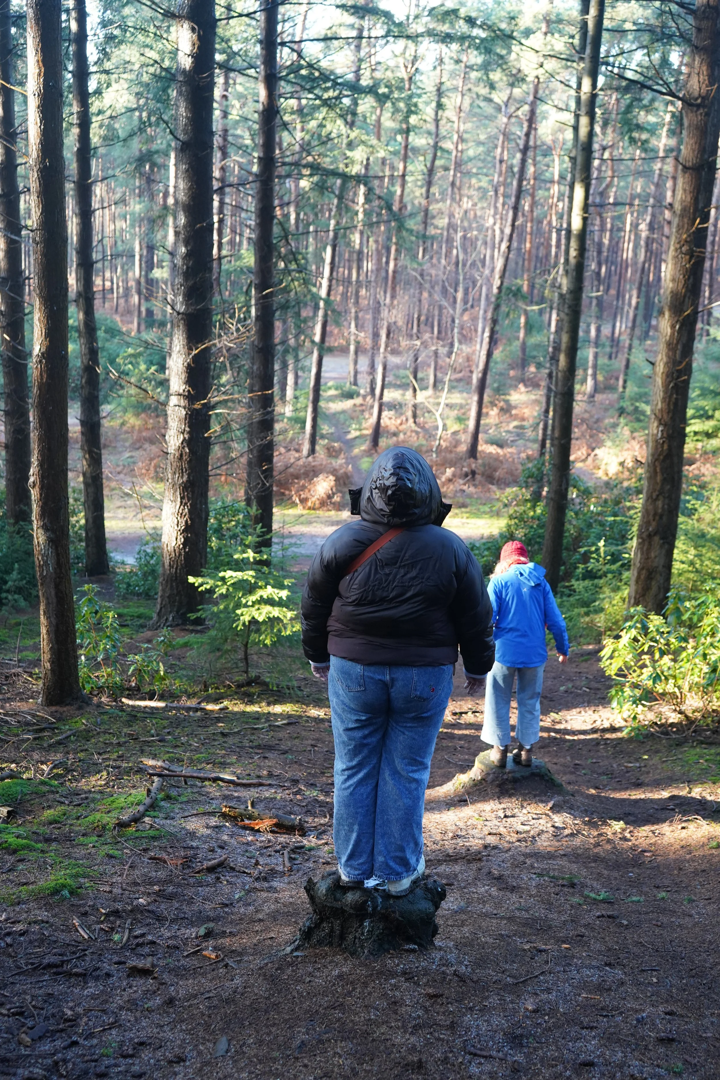 Theatre | Projection | Nature | Nighttime | Rural | Woodlands | Storytelling | Norfolk | King's Lynn | Creativity | Arts | Devising | Theatre Making | Flocking