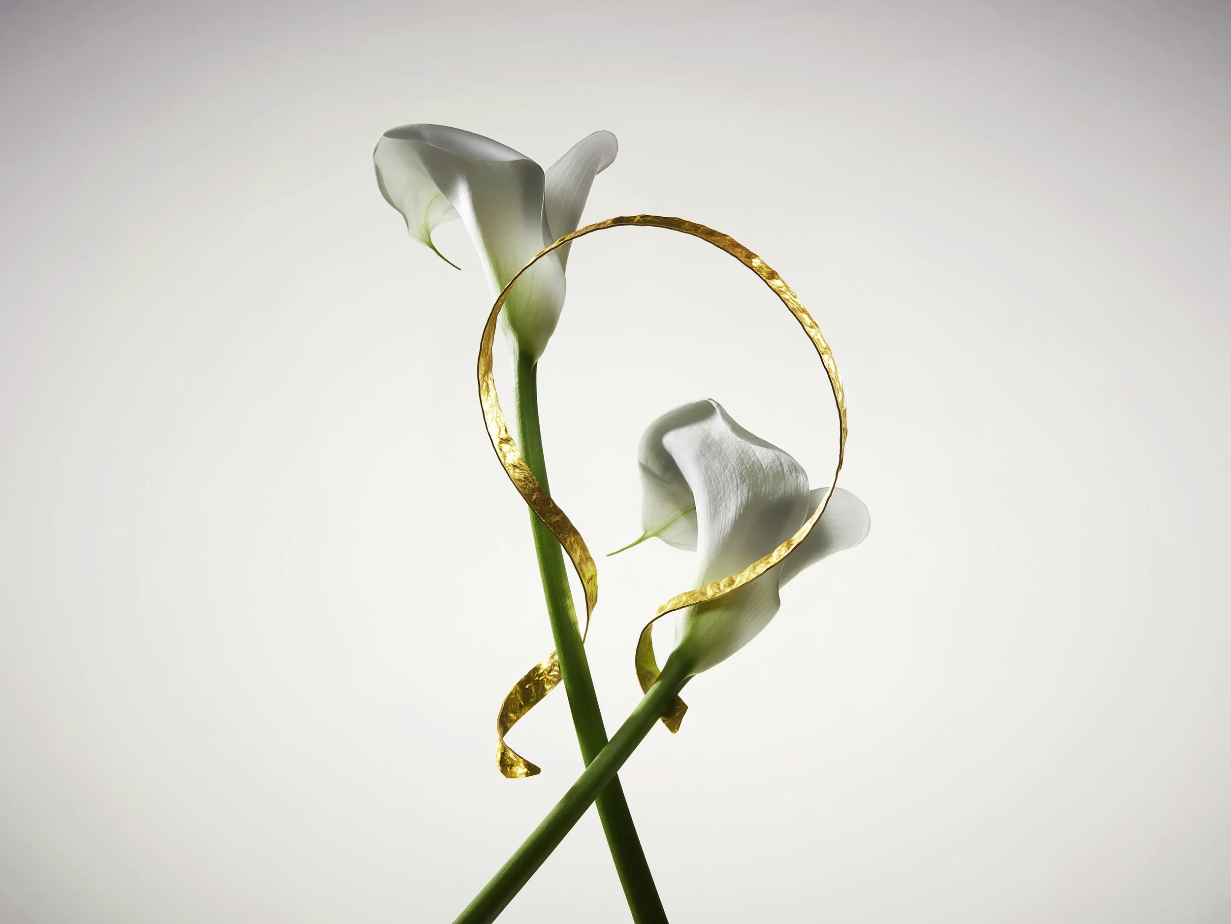 0323_THG0010893_TG_PORTFOLIO BOTANICAL BEAUTY_Shot_4.jpg