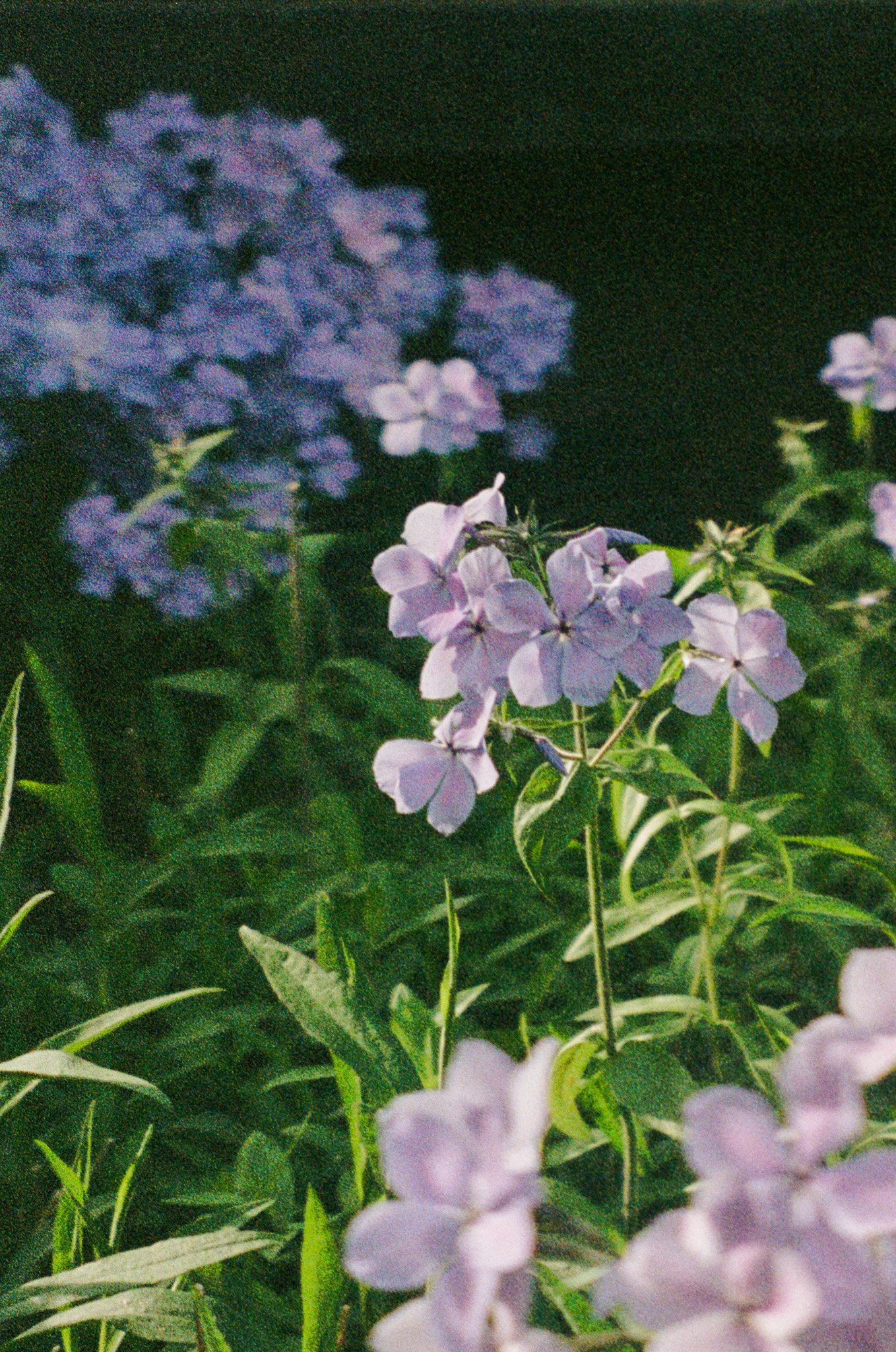 000081730009.jpg