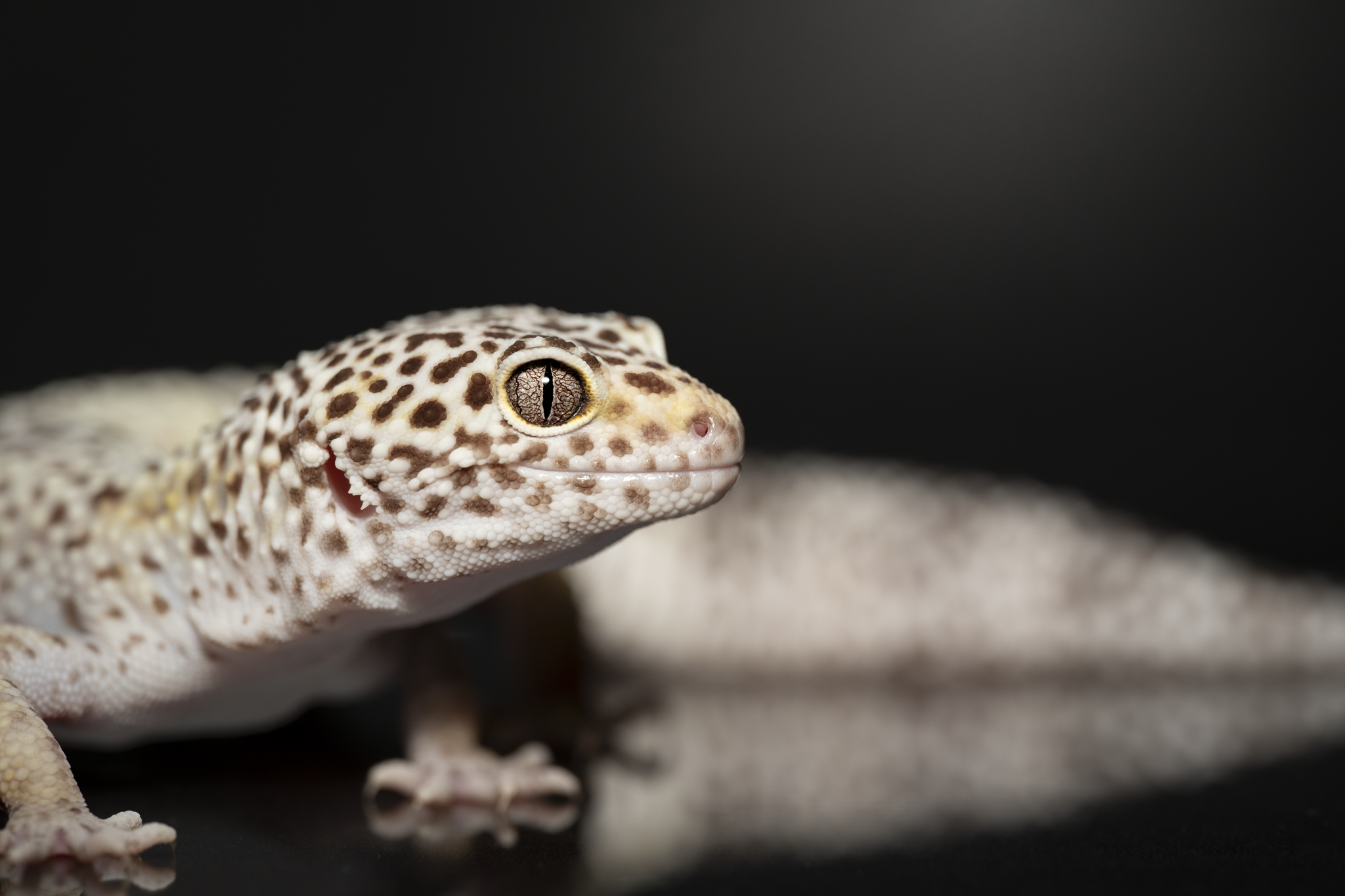 Leopard gecko, Adelyn Koz photography, dog and pet photographer serving Braselton, Gainesville, Athens, Atlanta, and the rest of North Georgia.