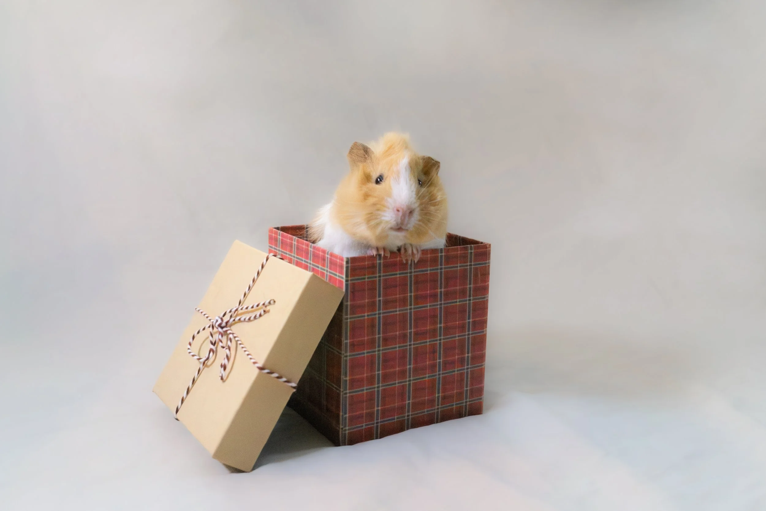 Adelyn Koz photography, dog and pet photographer serving Braselton, Gainesville, Athens, Atlanta, and the rest of North Georgia, guinea pig in a present