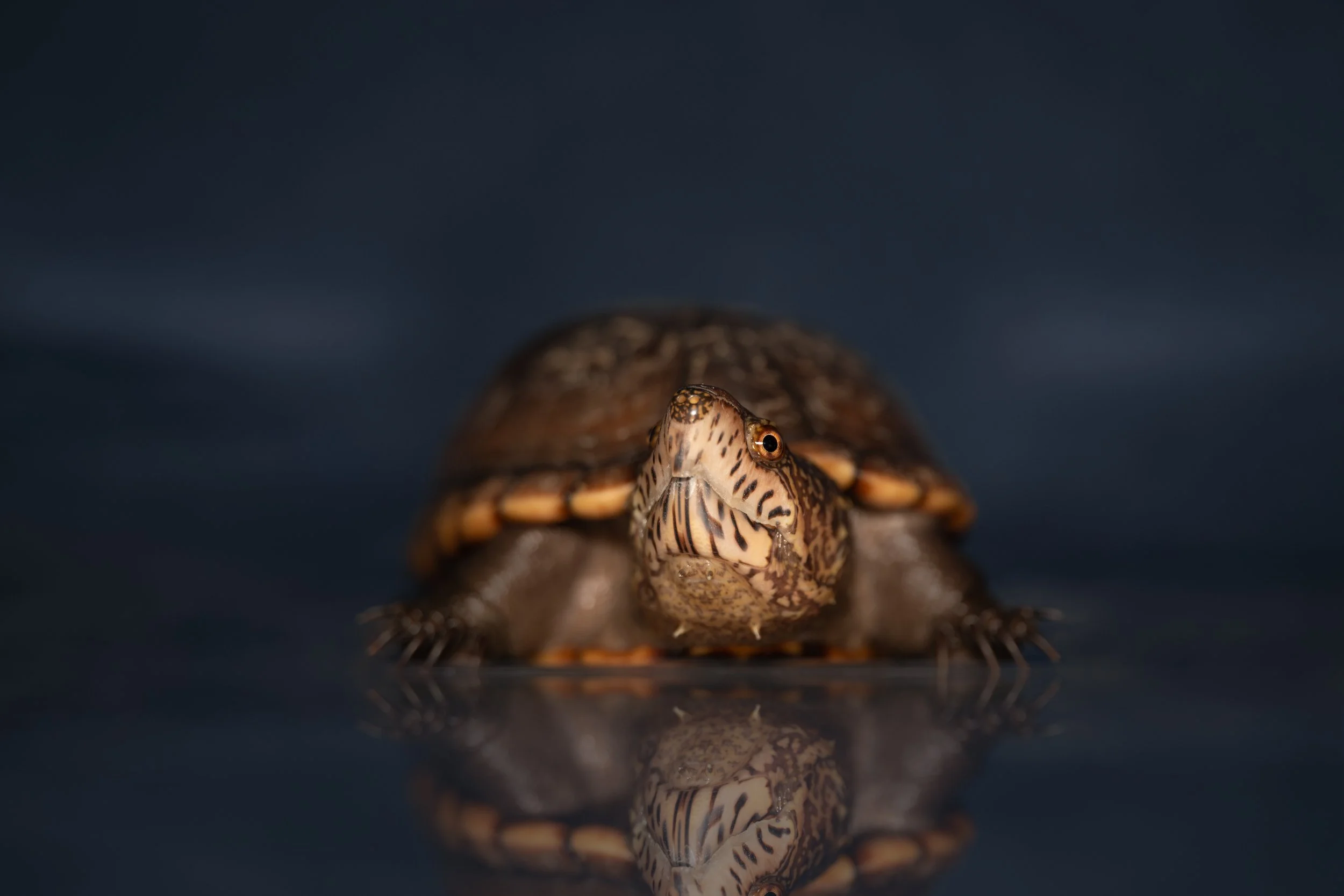 Adelyn Koz photography, dog and pet photographer serving Braselton, Gainesville, Athens, Atlanta, and the rest of North Georgia, turtle portrait
