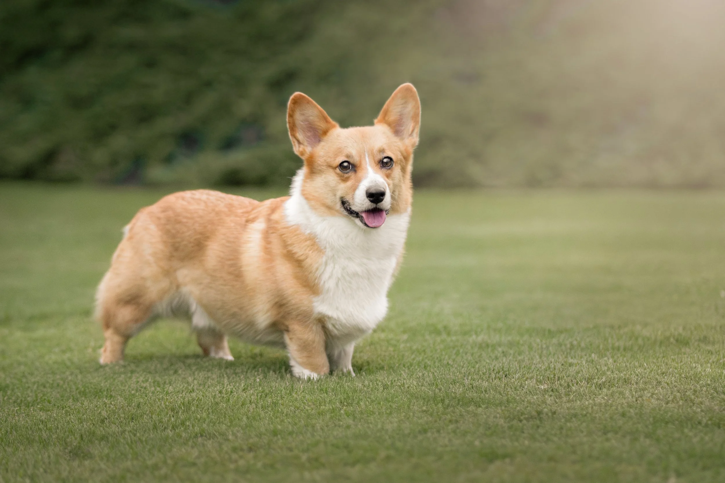 Adelyn Koz Photography