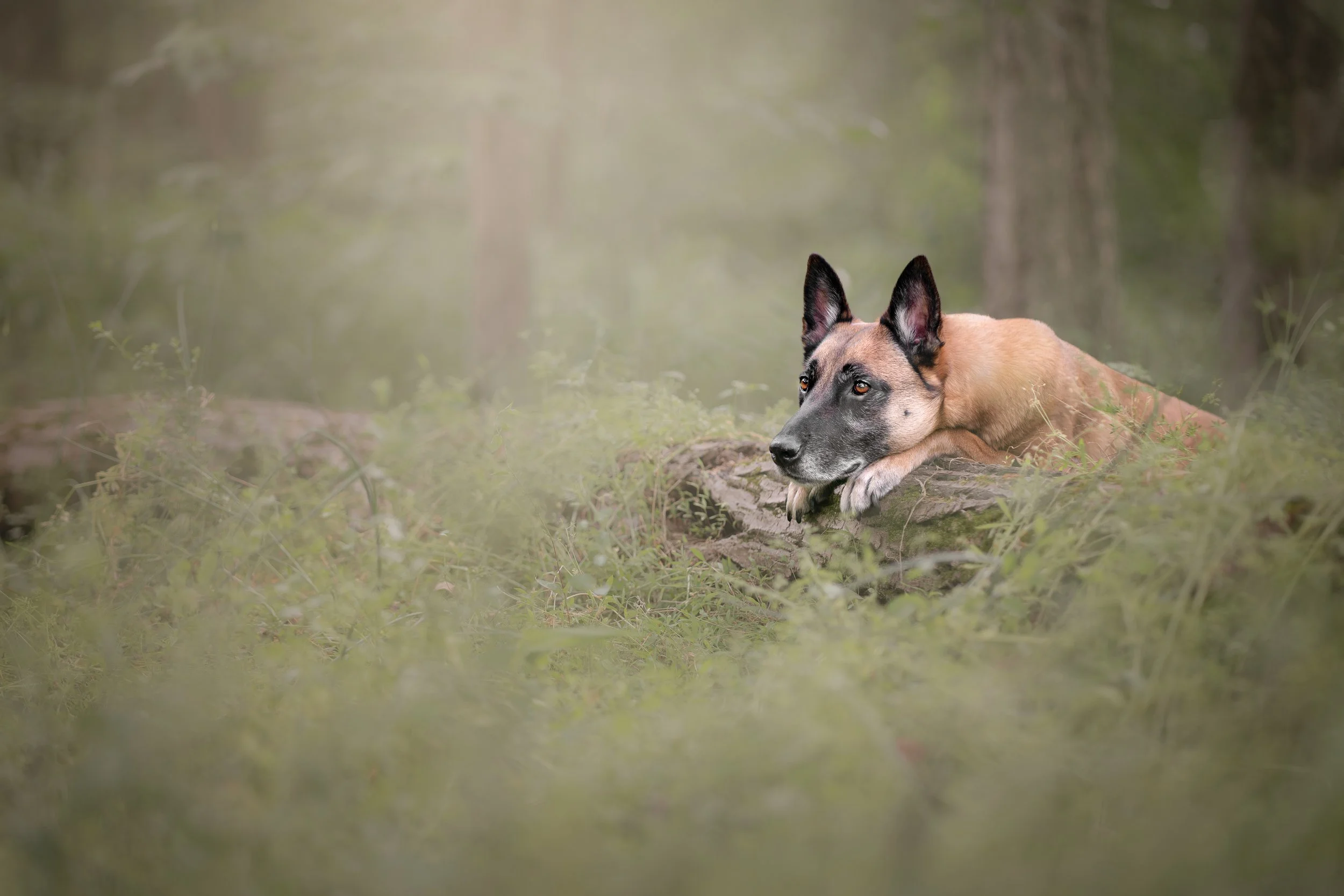 Adelyn Koz photography, dog and pet photographer serving Braselton, Gainesville, Athens, Atlanta, and the rest of North Georgia.