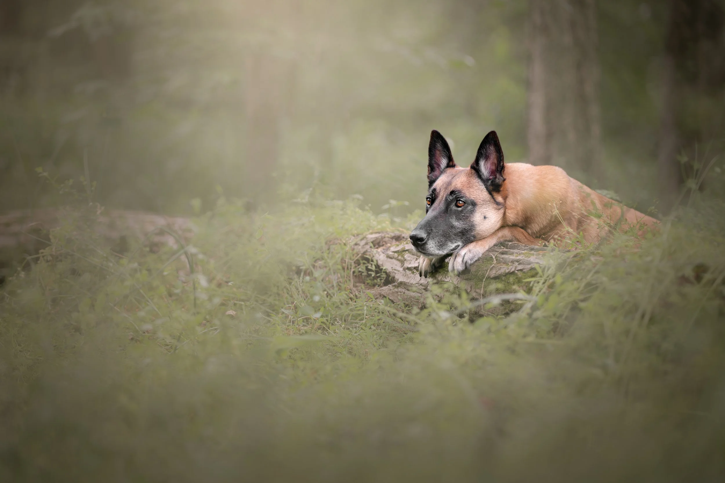 Adelyn Koz photography, dog and pet photographer serving Braselton, Gainesville, Athens, Atlanta, and the rest of North Georgia.