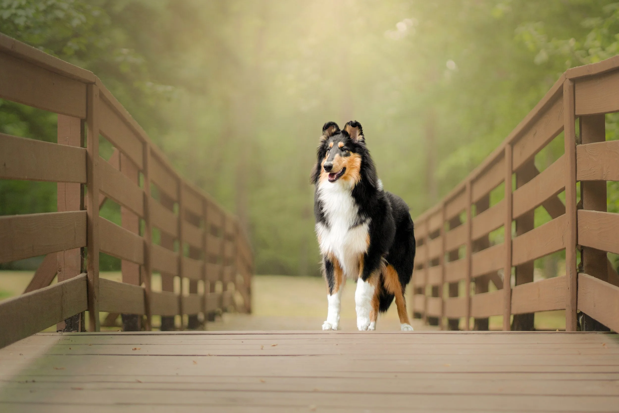 Adelyn Koz photography, dog and pet photographer serving Braselton, Gainesville, Athens, Atlanta, and the rest of North Georgia.