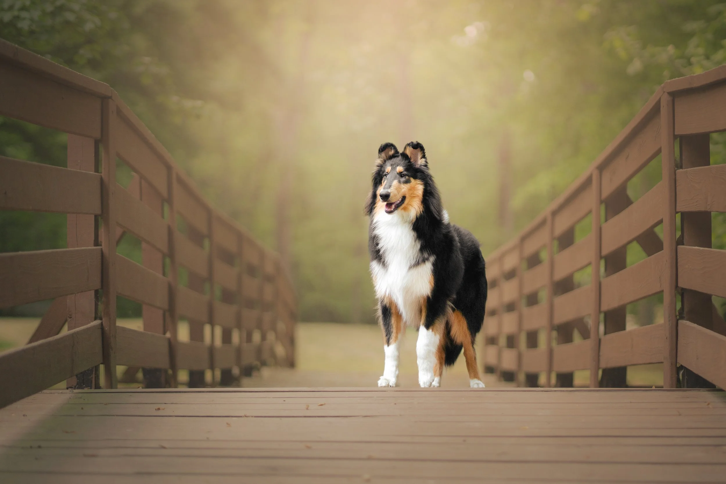 Adelyn Koz photography, dog and pet photographer serving Braselton, Gainesville, Athens, Atlanta, and the rest of North Georgia.