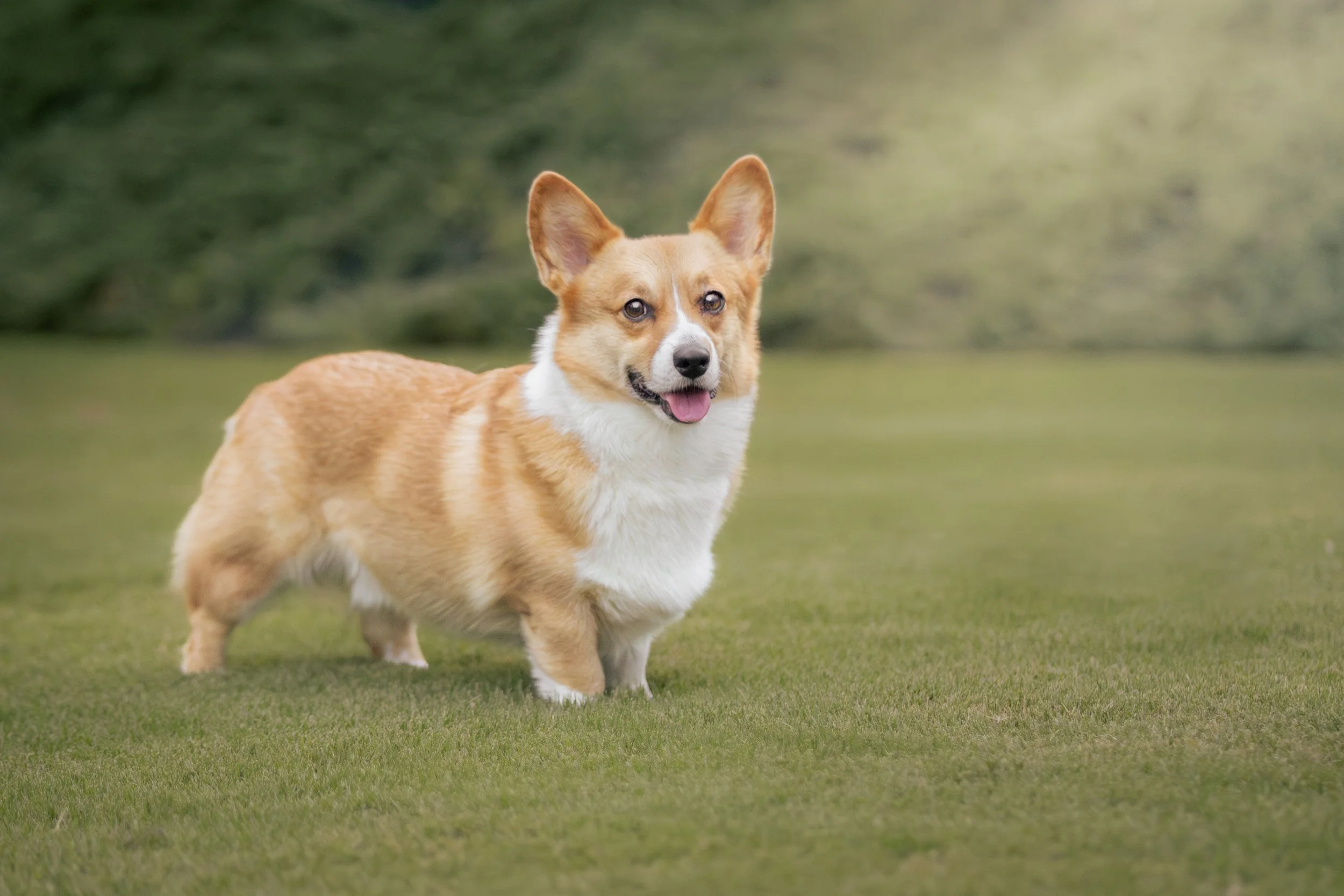 Adelyn Koz photography, dog and pet photographer serving Braselton, Gainesville, Athens, Atlanta, and the rest of North Georgia.