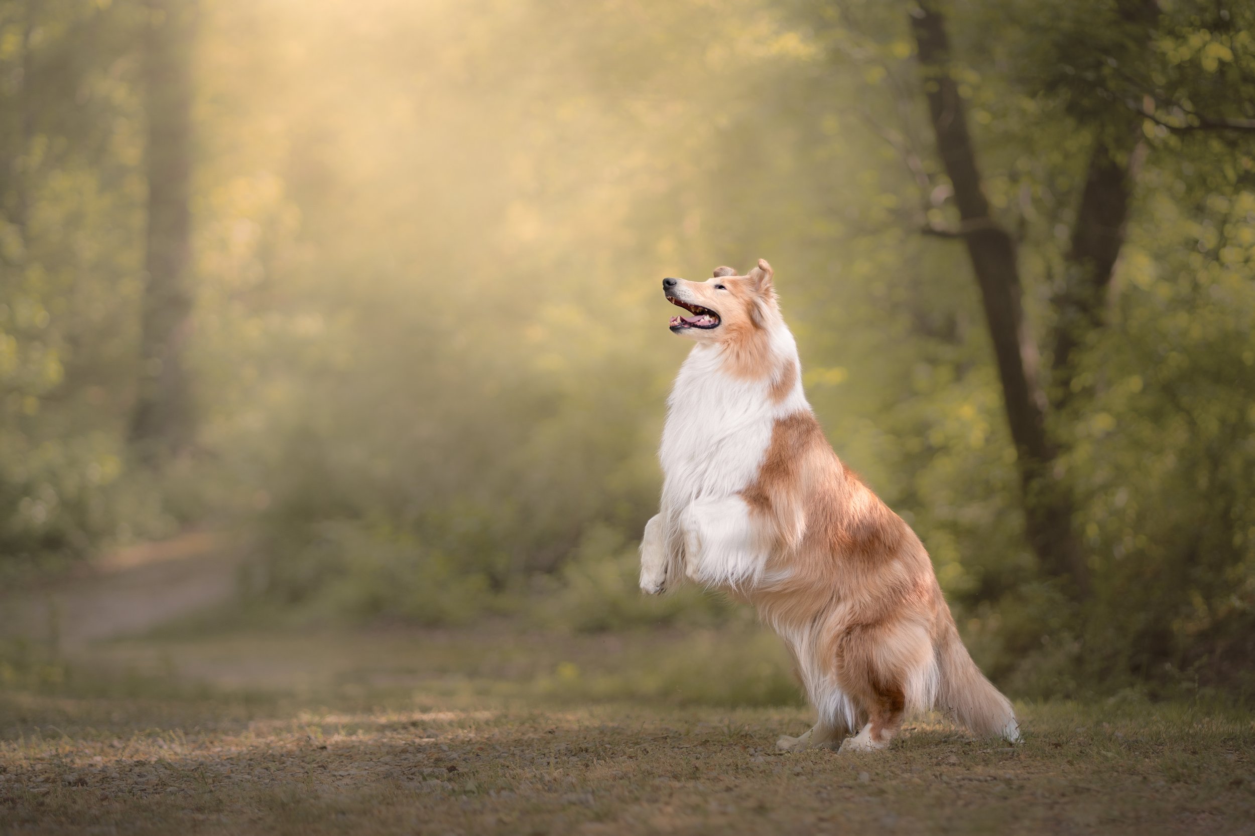 Adelyn Koz photography, dog and pet photographer serving Braselton, Gainesville, Athens, Atlanta, and the rest of North Georgia.