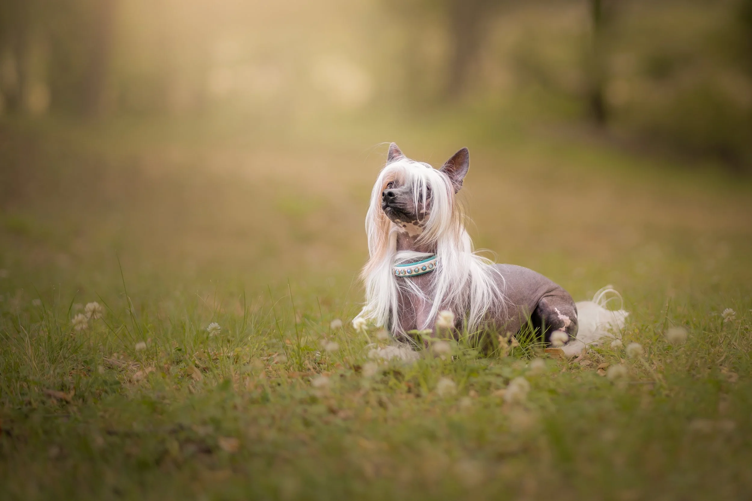 Adelyn Koz photography, dog and pet photographer serving Braselton, Gainesville, Athens, Atlanta, and the rest of North Georgia.