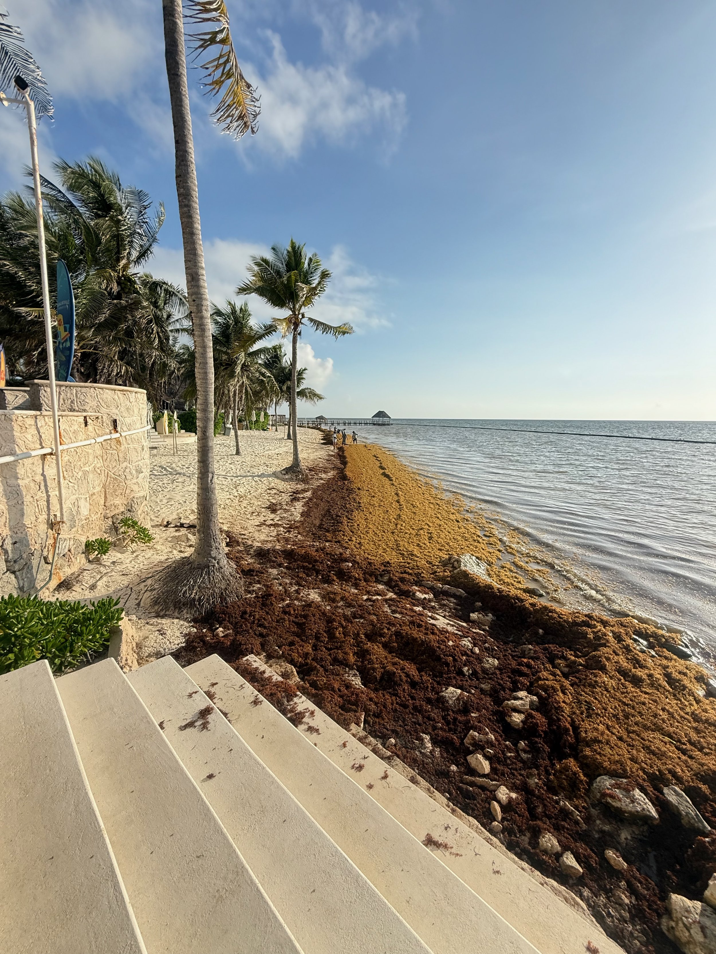 Sargassum Impact on the Beach at Margaritaville Island Reserve Riviera Cancun