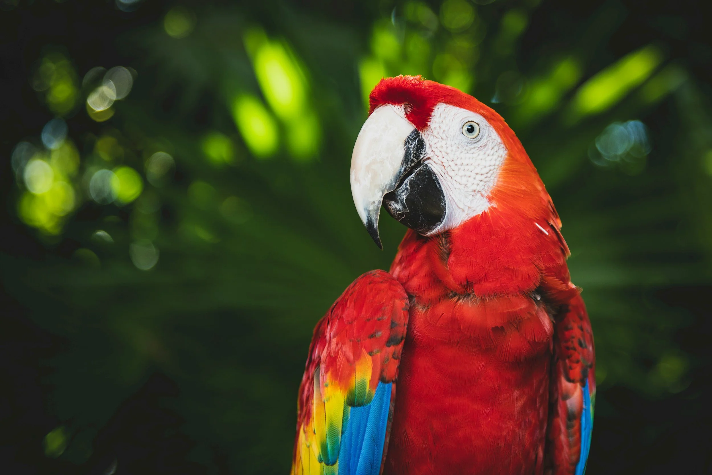 Scarlet macaw perched in tropical jungle setting at Xcaret Park in Riviera Maya Mexico