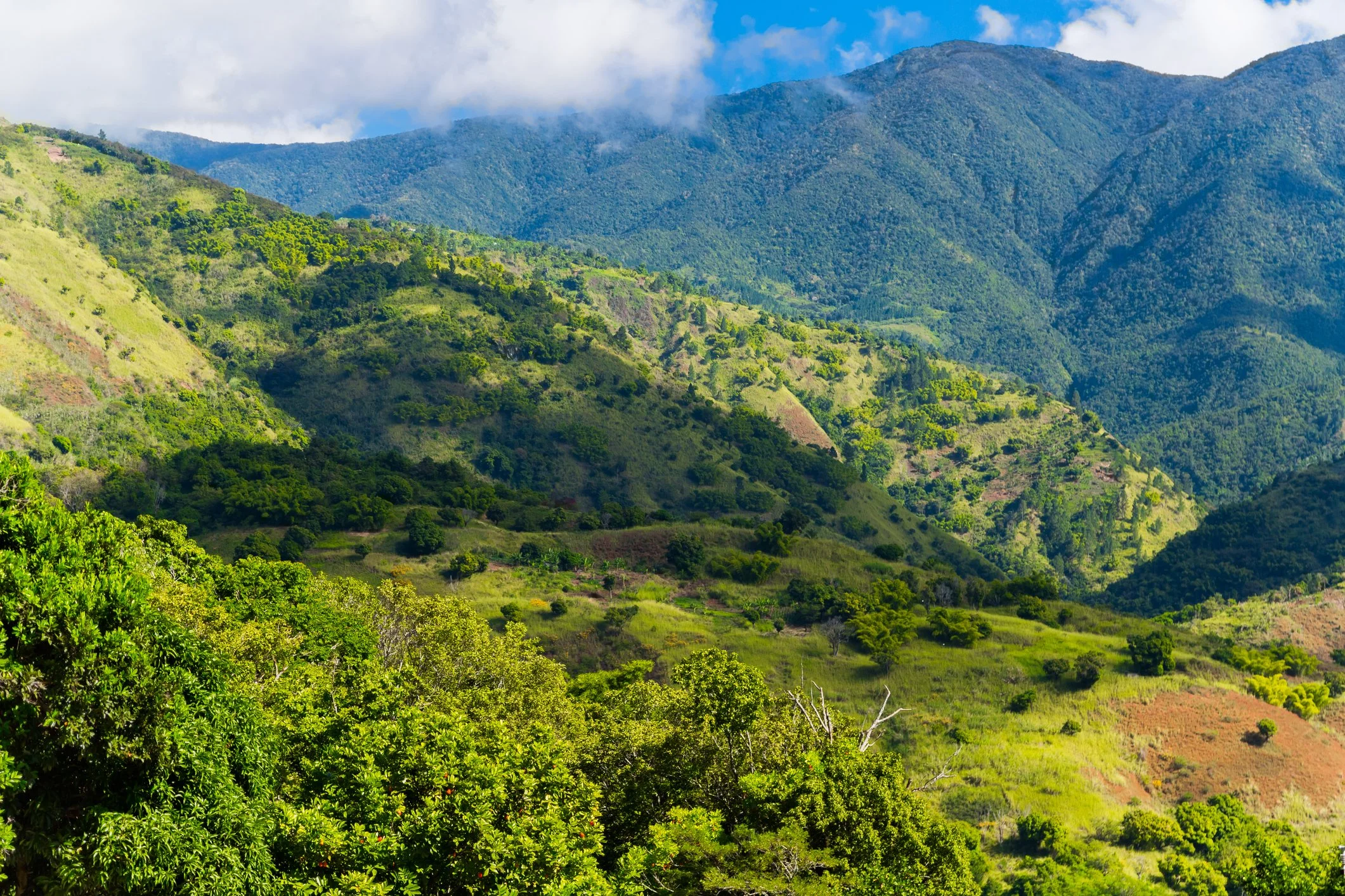 Panoramic view of Jamaica's Blue Mountains featuring lush forests, coffee-growing hillsides, and scenic mountain landscapes.