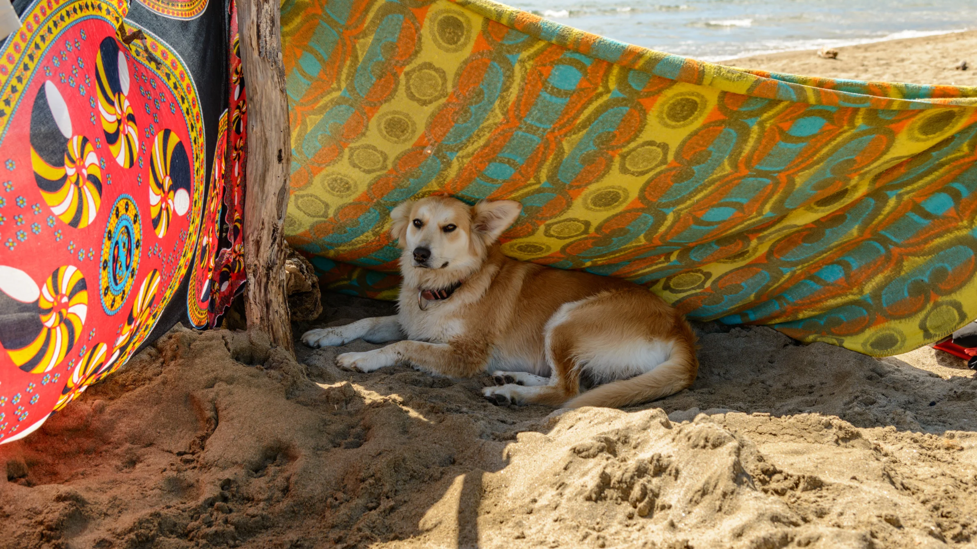 Dog in Shade on Beach