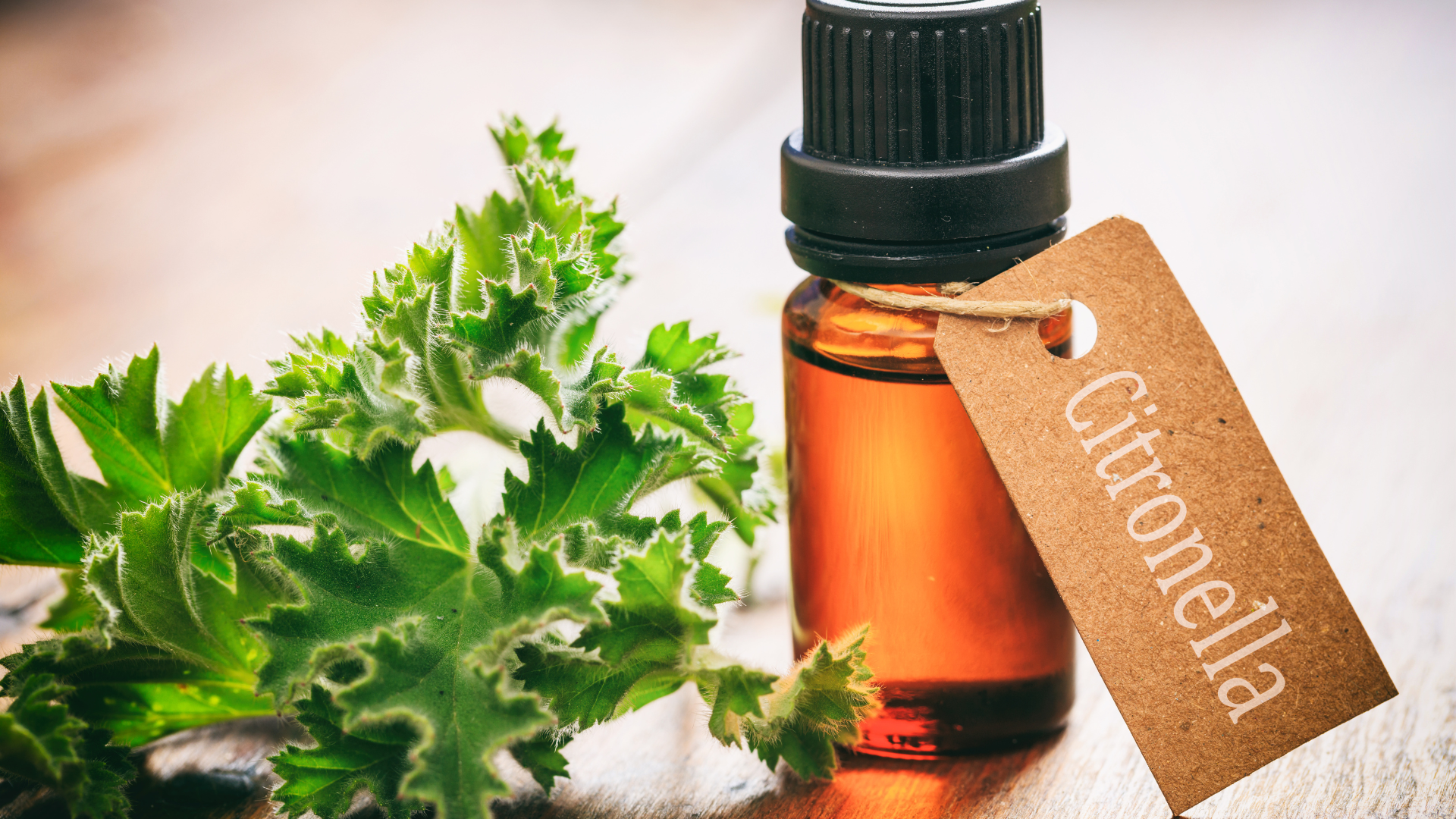 Citronella Bug Repellant