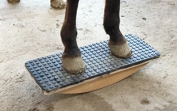 Pferdehufe auf einer Zweibeinwippe