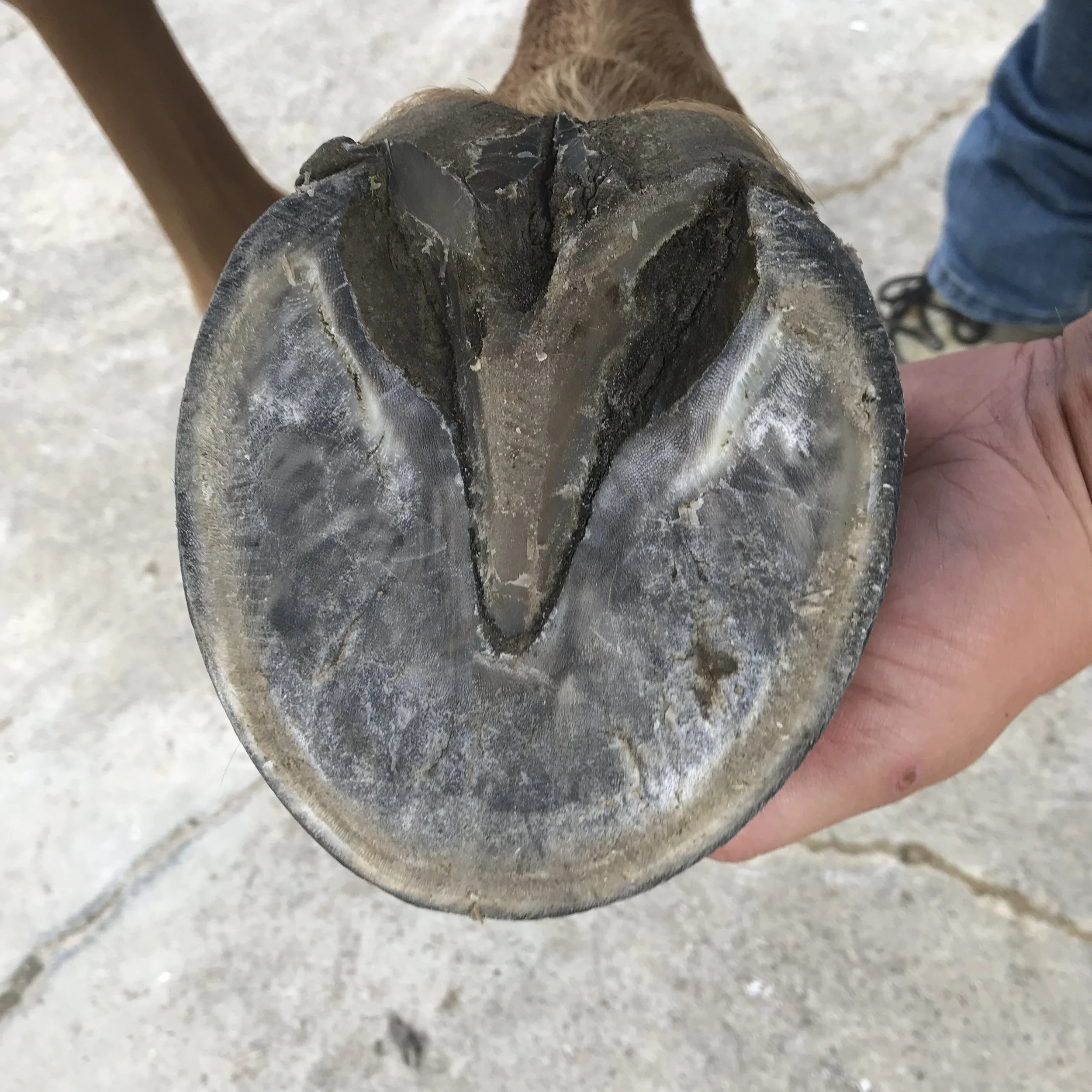 Nahaufnahme eines Pferdehufs, der frisch bearbeitet wurde.