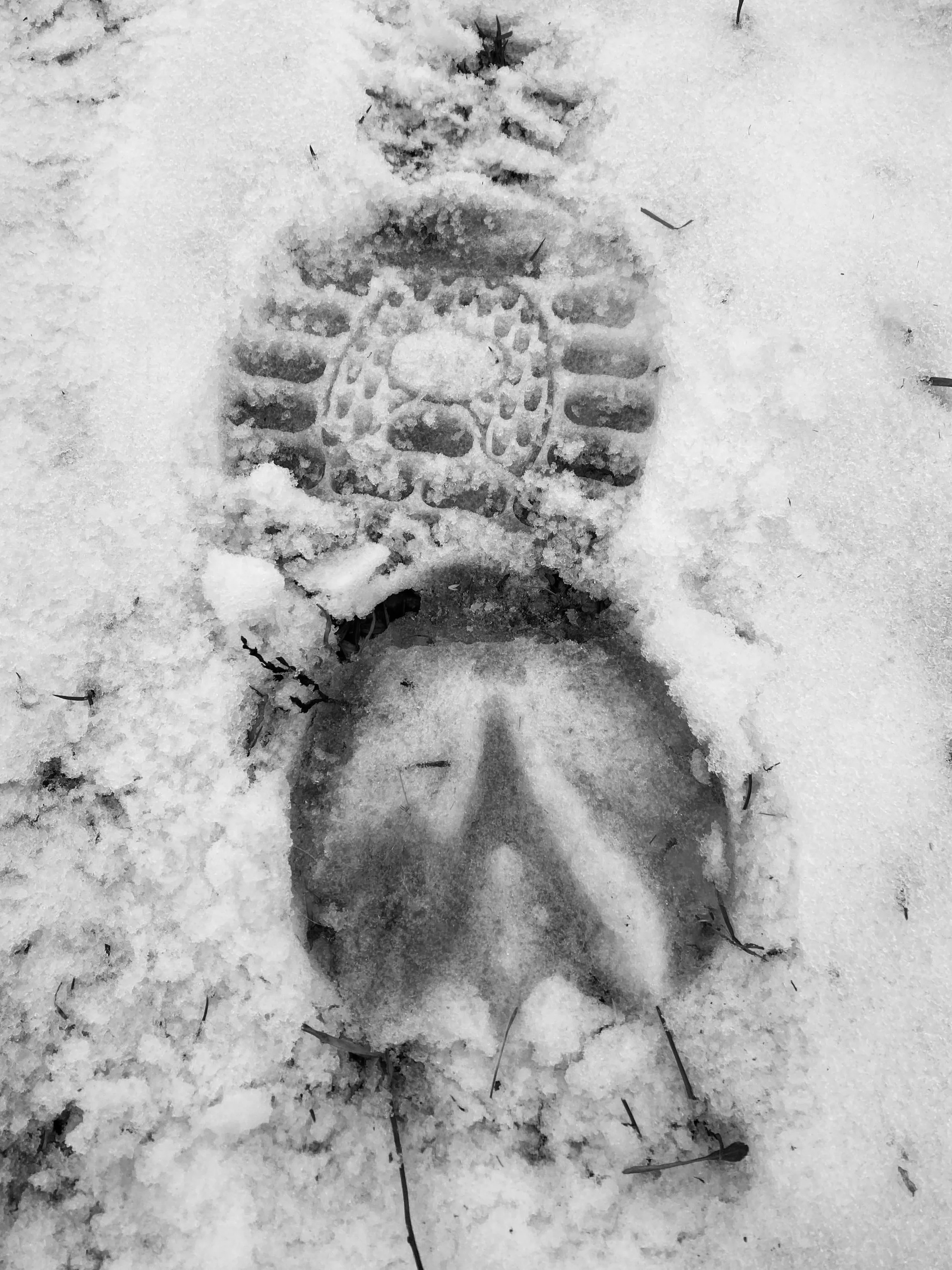 Spuren eines Hufschuhs und eines Pferdehufs im Schnee