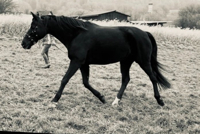 Ein schwarzes Pferd läuft auf einer Wiese. Im Hintergrund ist eine Person sichtbar, und es gibt einige Gebäude und Bäume.