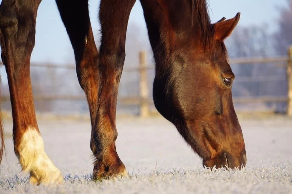 Pferd frisst Gras auf einem frostigen Feld