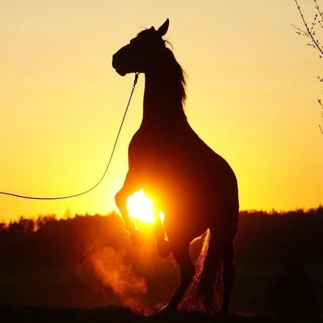 Silhouette eines aufbäumenden Pferdes vor Sonnenuntergang.