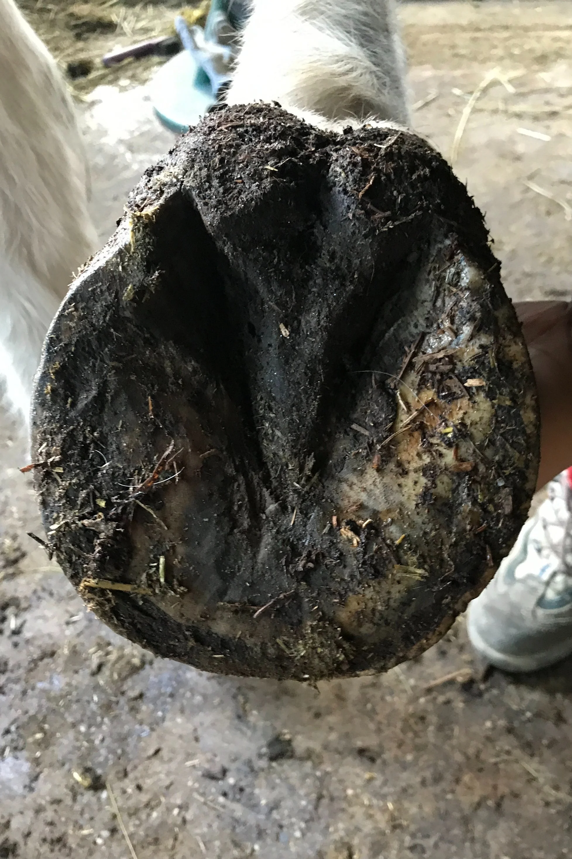 Sohlansicht eines Rehehufs.