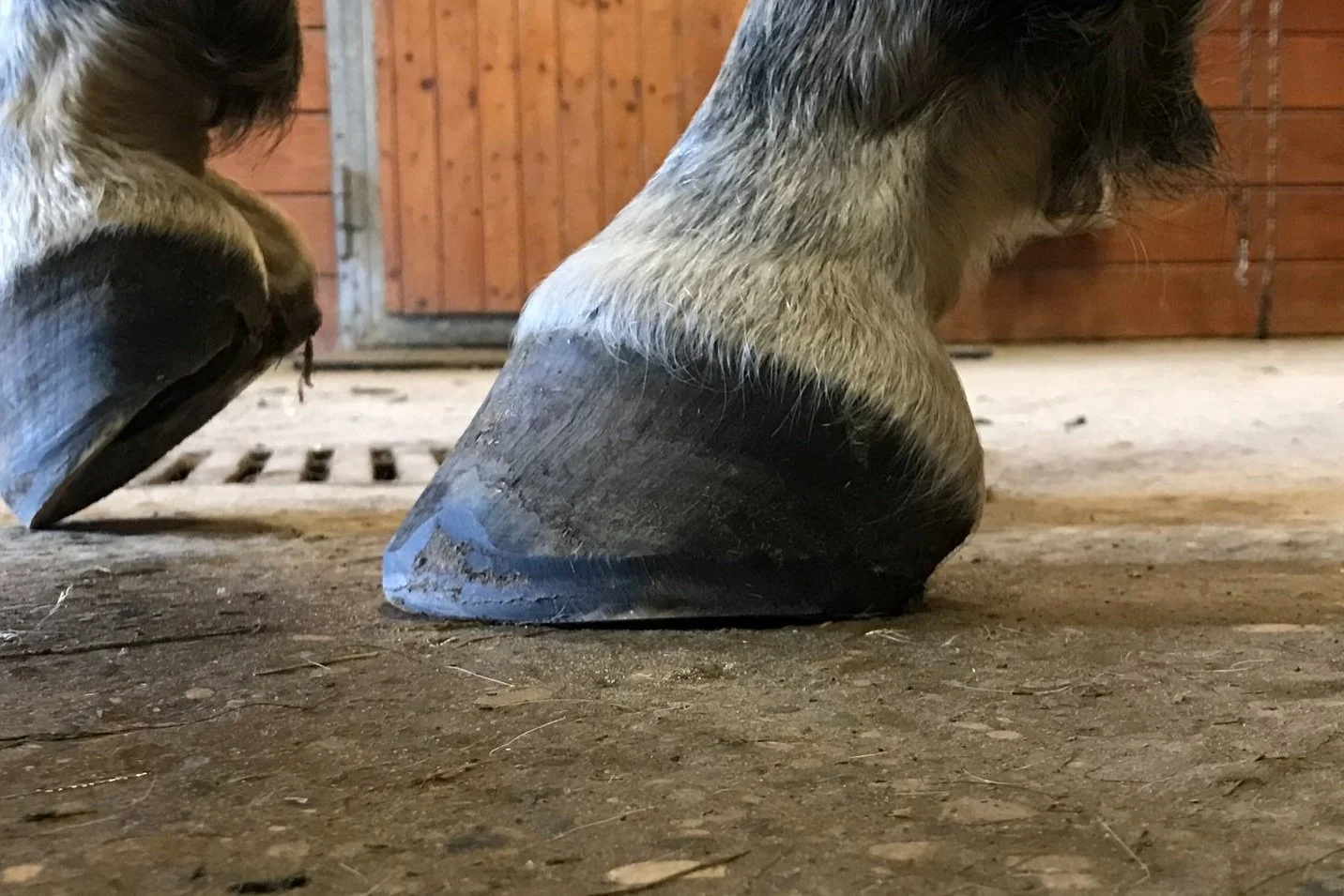 Nahaufnahme von Pferdehufen auf einem Stallboden mit hölzerner Tür im Hintergrund.