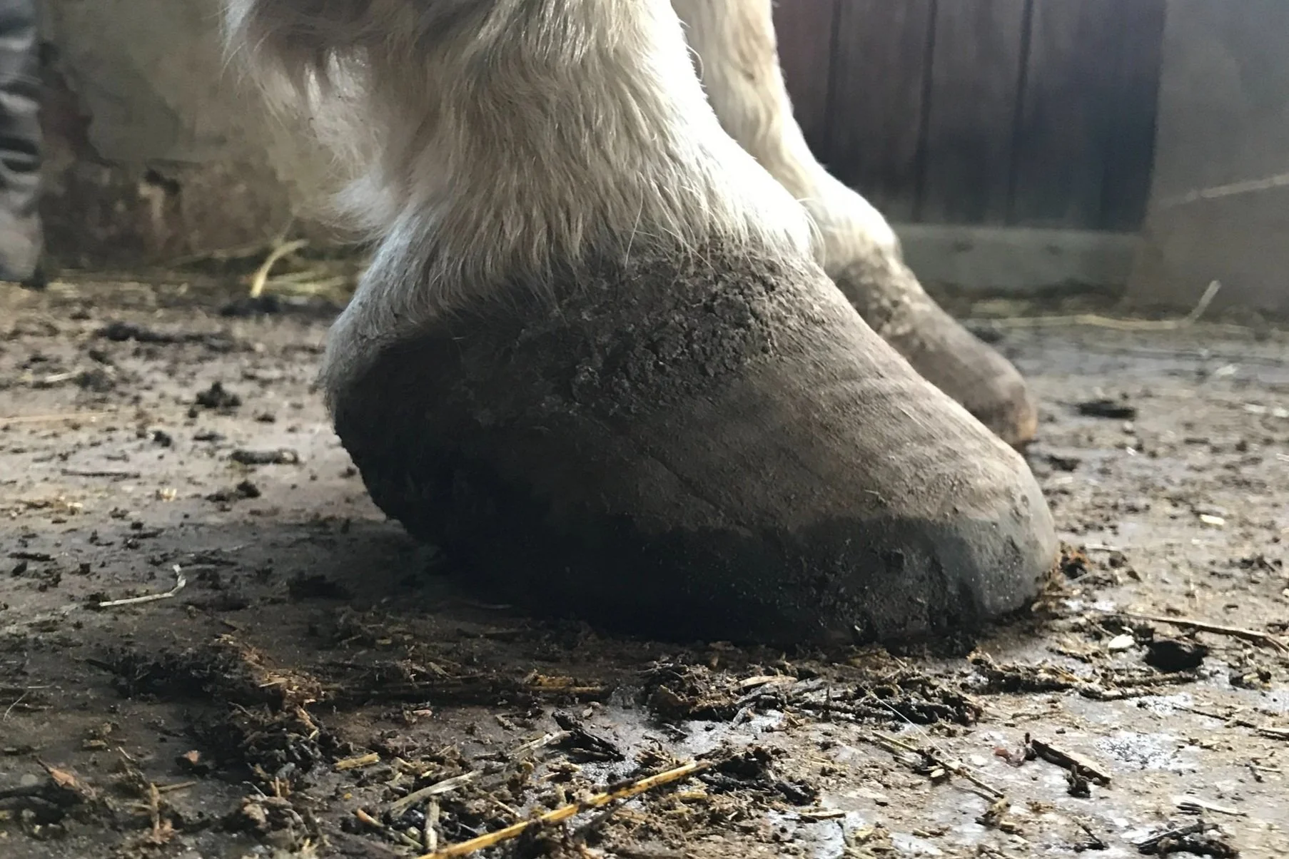 Nahaufnahme eines Rehehufs.