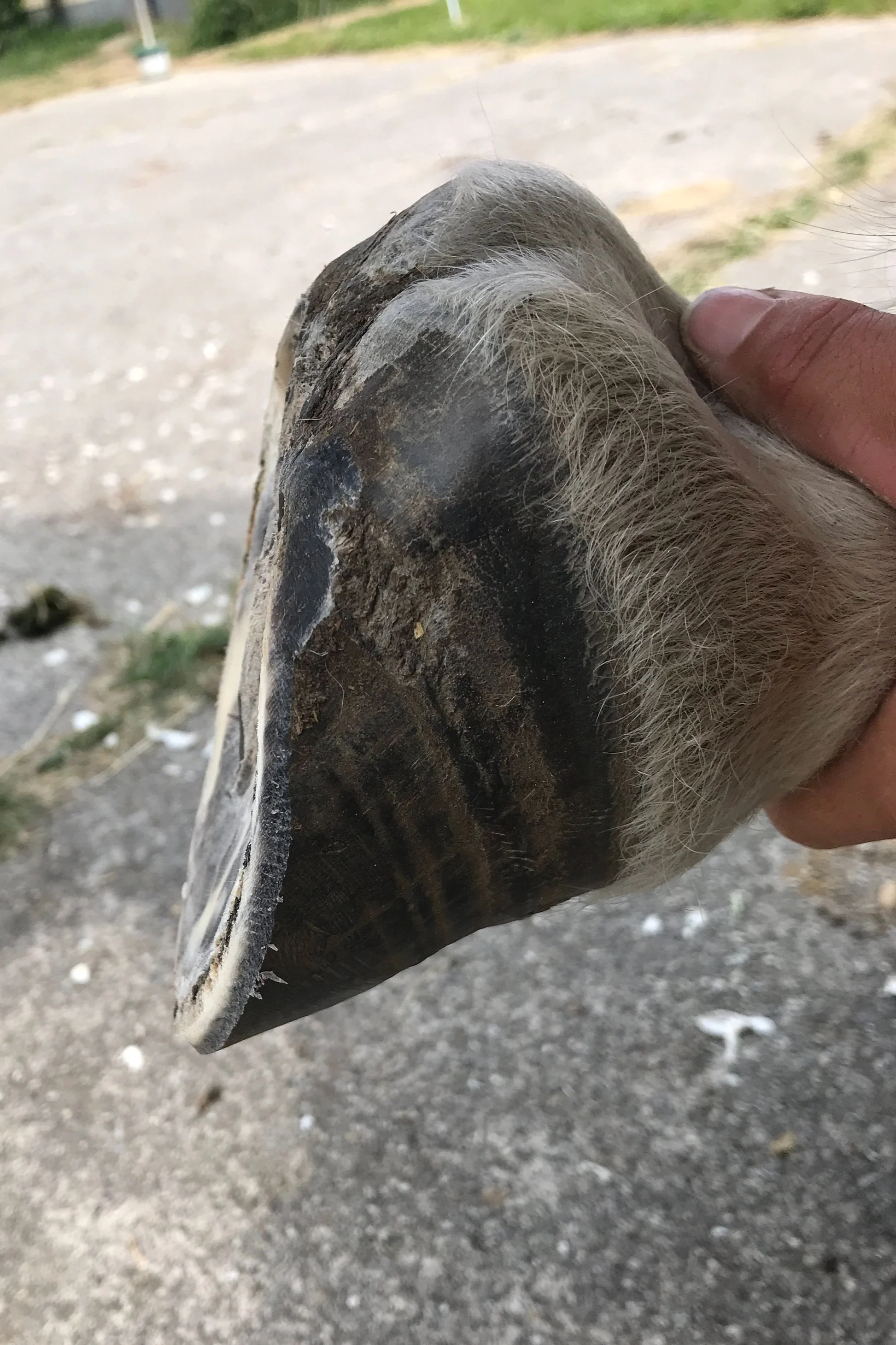 Nahaufnahme eines Pferdehufs, gehalten von einer Hand. Der Huf ist sauber und gut gepflegt, sichtbar sind die harte Hufwand und ein Teil des Kronrandes mit Fell.