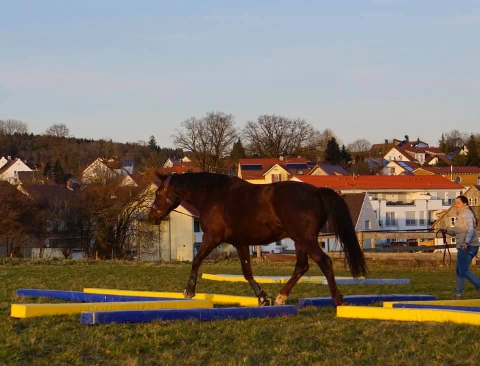 Ein dunkelbraunes Pferd läuft auf einer Wiese über ein Kleeblatt aus Gassen.