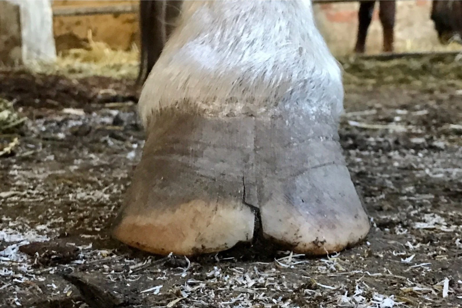 Nahaufnahme eines Pferdehufs mit Riss in der Hufwand.